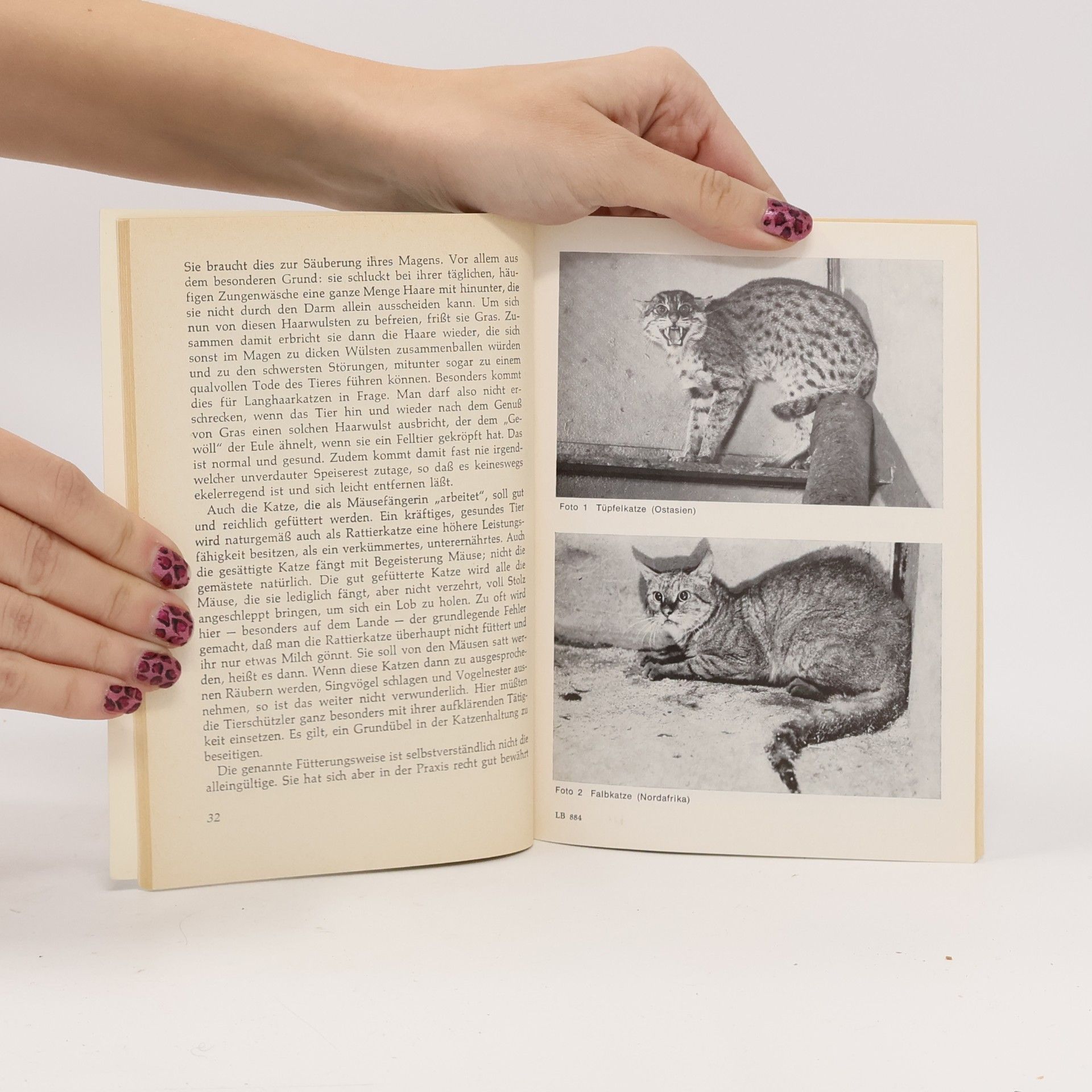 Lilly Fahr-Nils Die Katze