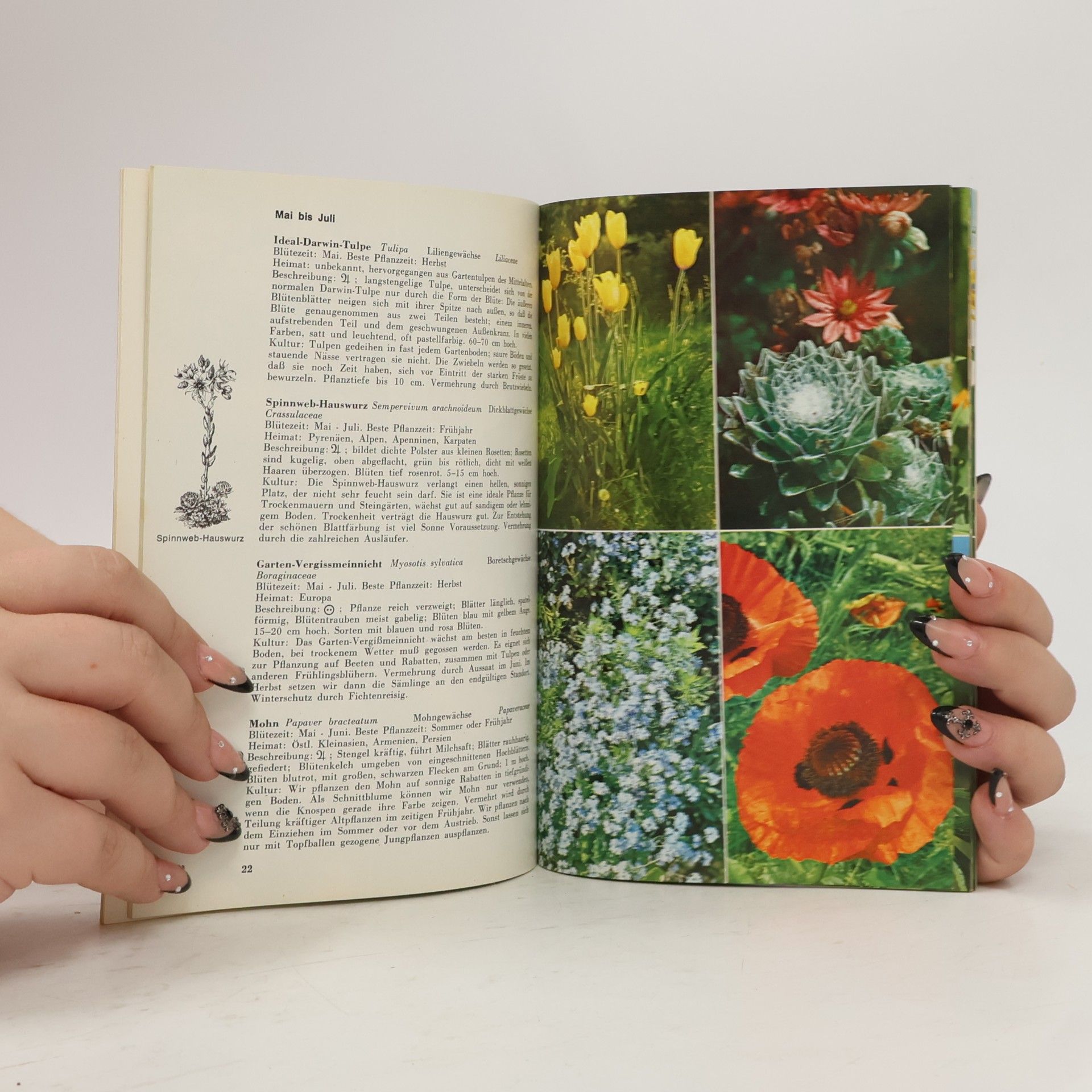 Georg Rein Bunte Welt der Gartenblumen