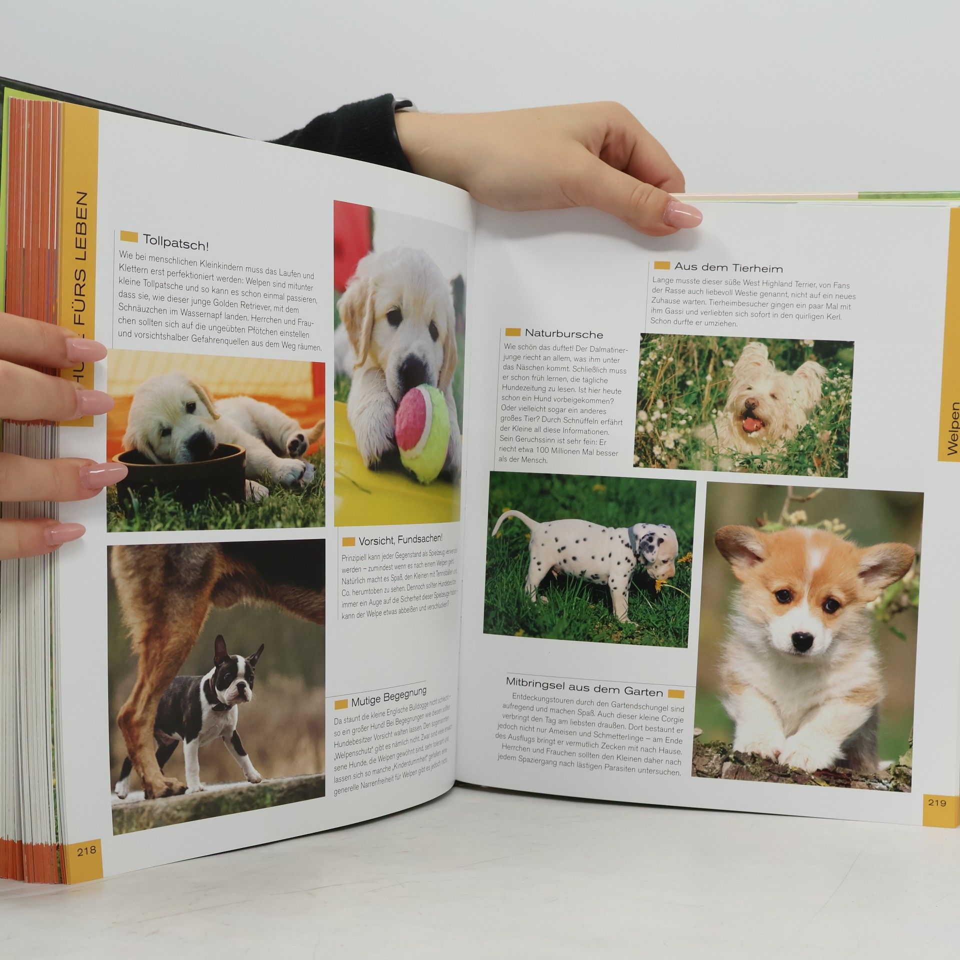 Jennifer Willms 1001 Hunde