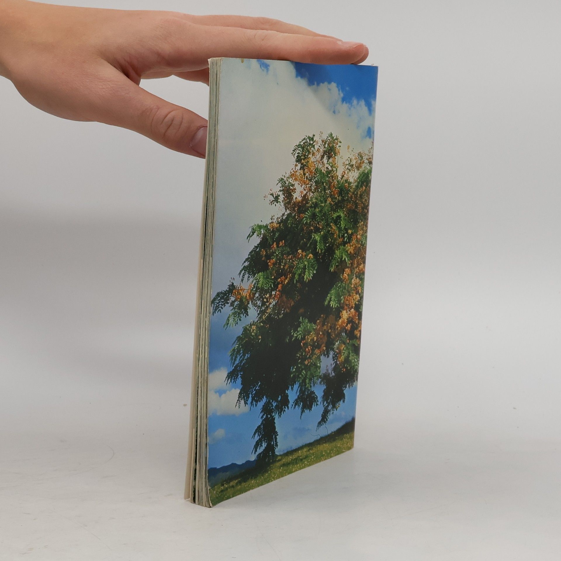 Dorothy Hargreaves Tropical Trees