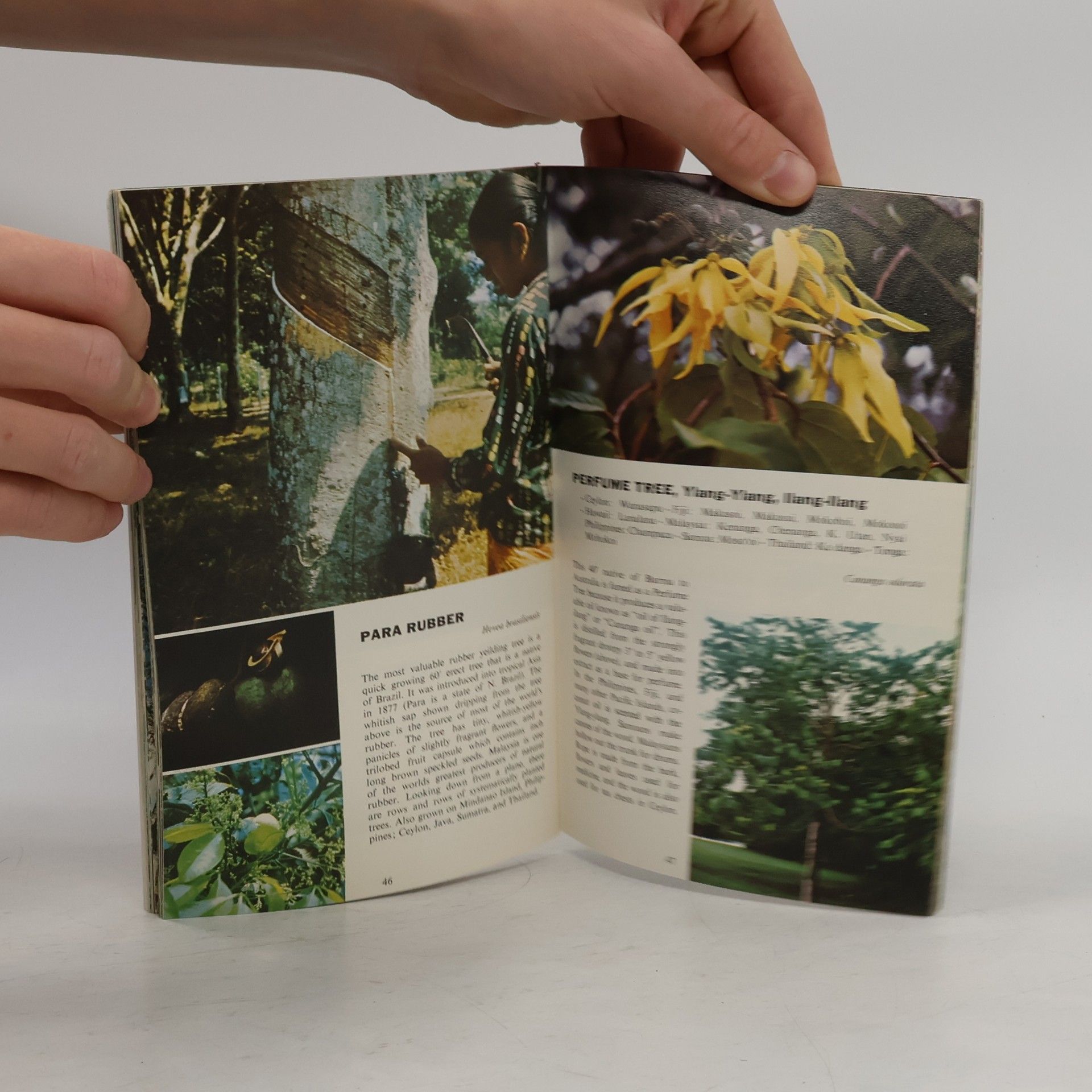 Dorothy Hargreaves Tropical Trees