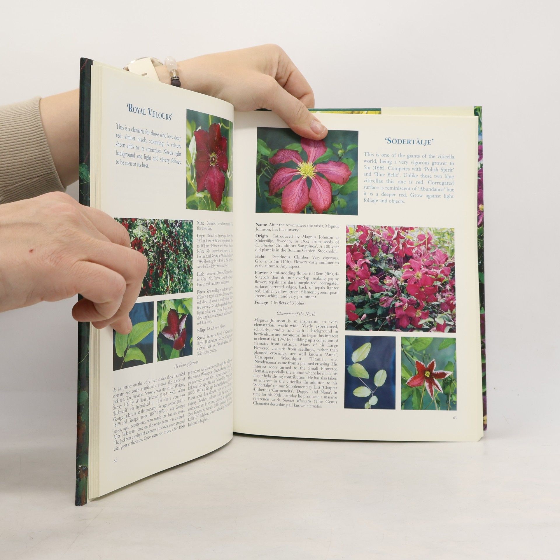 John Howells Trouble Free Clematis