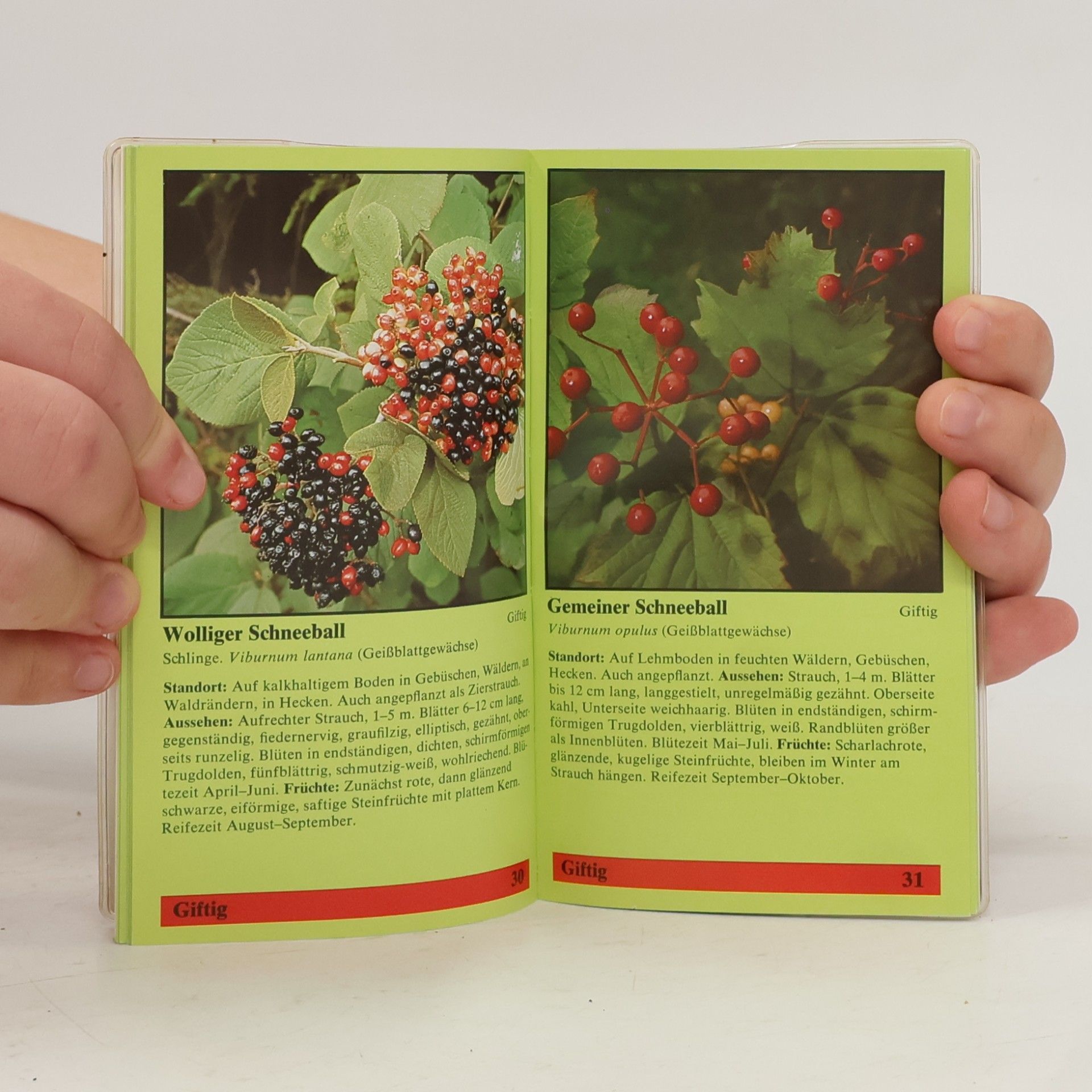 Rose Marie Dähncke Dähnckes Beeren-Kompaß