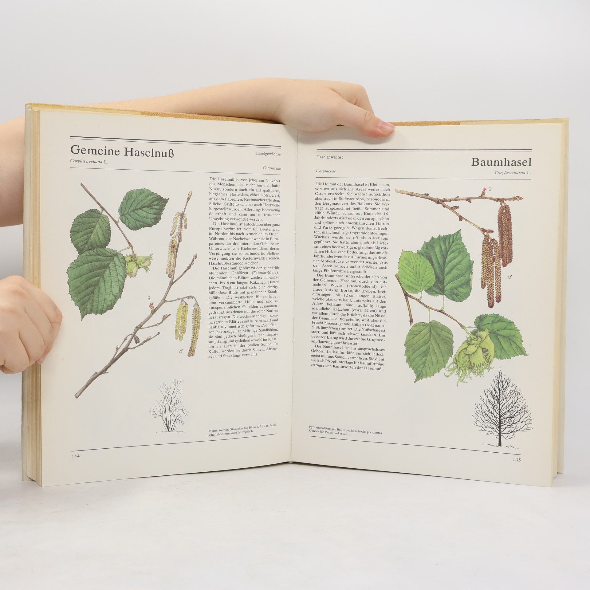 Václav Větvička Dausien's grosses Buch der Bäume und Sträucher