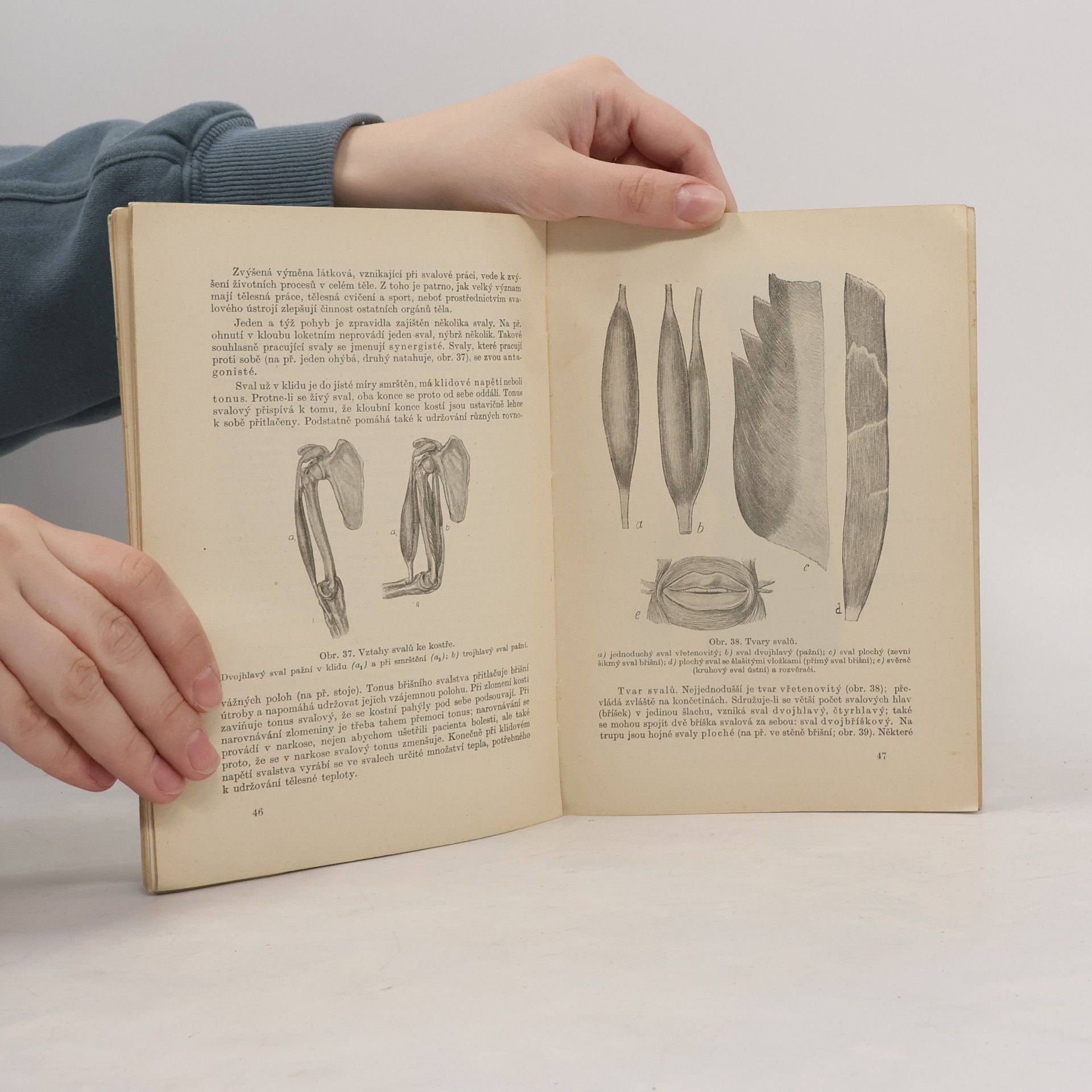 Ladislav Borovanský Anatomie