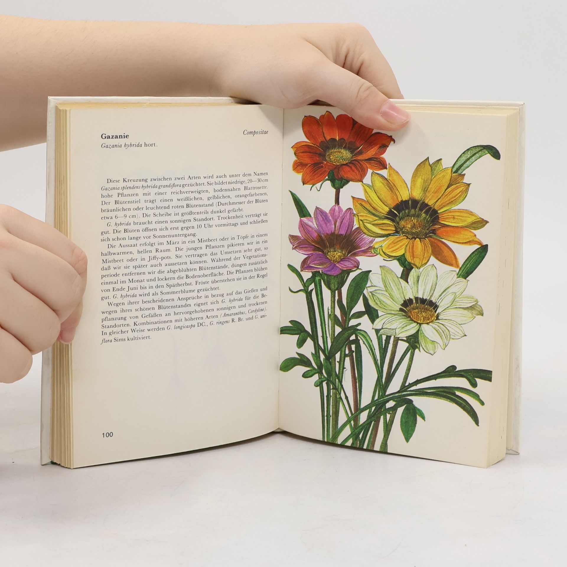 Karel Hieke Taschenatlas der Balkonpflanzen