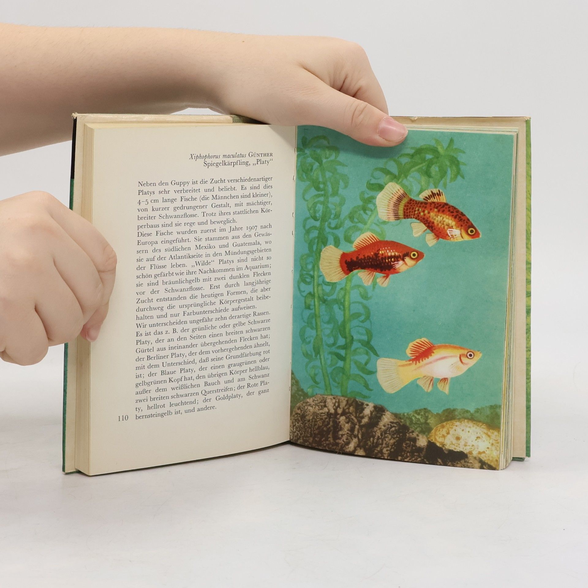 Zdeněk Vogel Taschenatlas der Aquarienfische