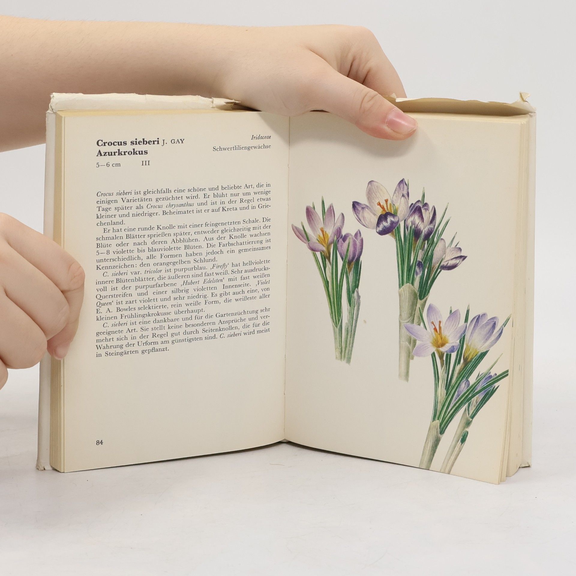 Eva Petrová Taschenatlas der Blumen aus Zwiebeln und Knollen