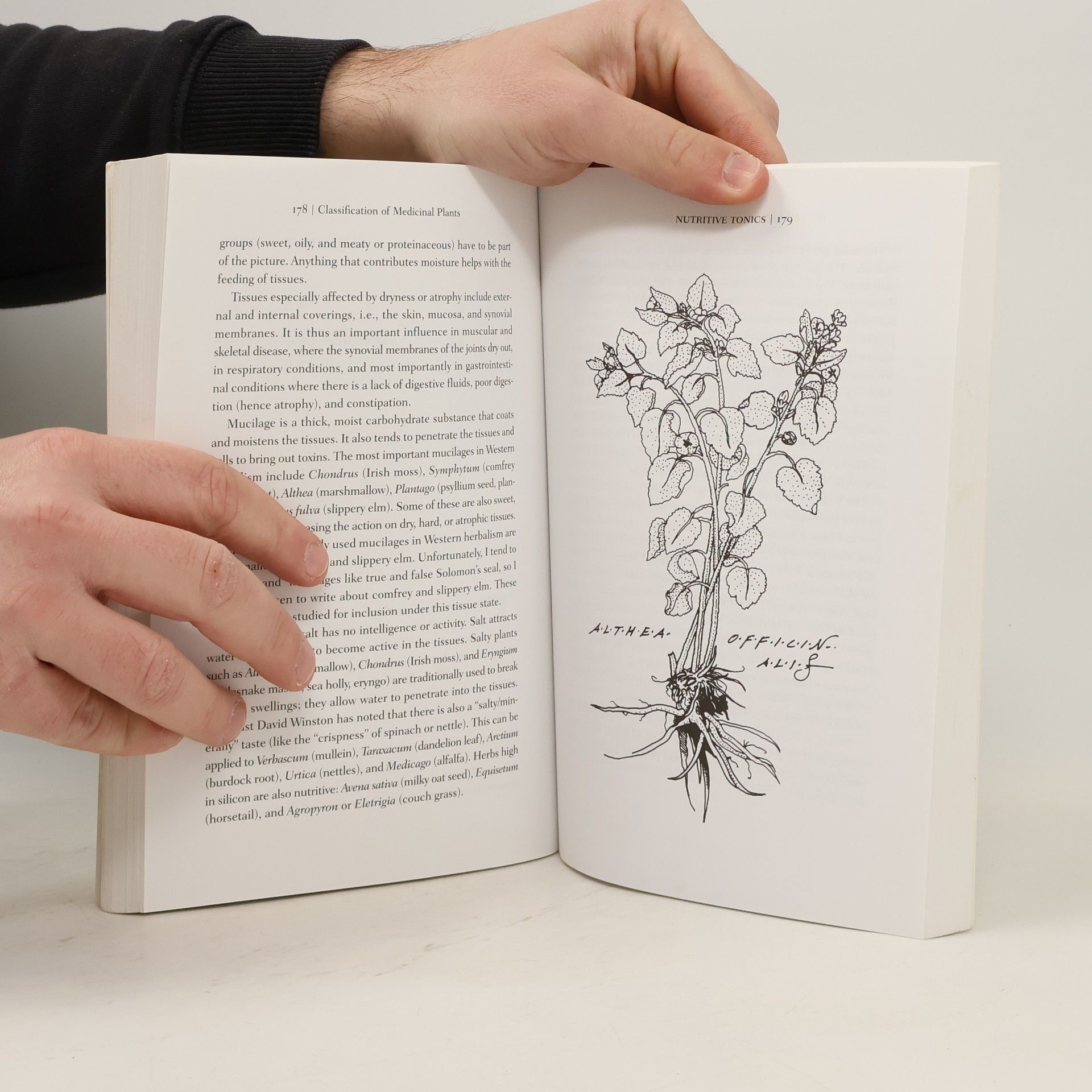 Matthew Wood The Practice of Traditional Western Herbalism