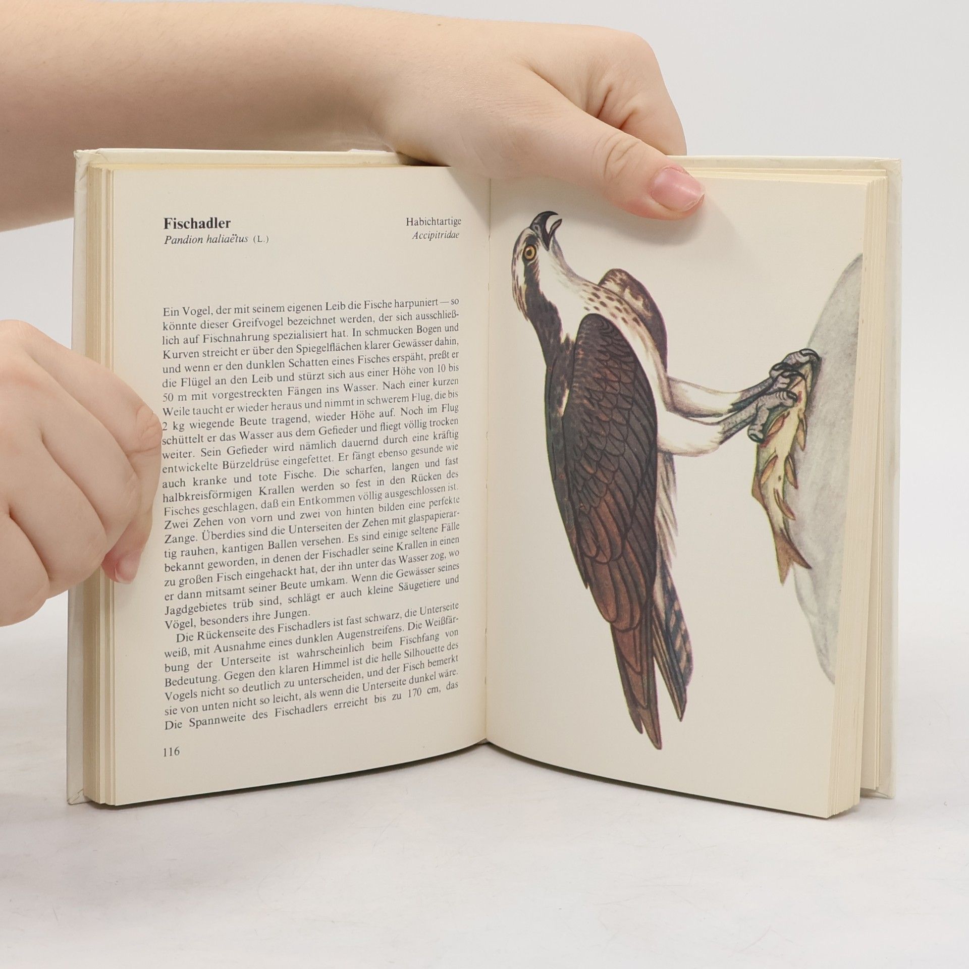 Miroslav Bouchner Taschenatlas der Greifvögel und Eulen