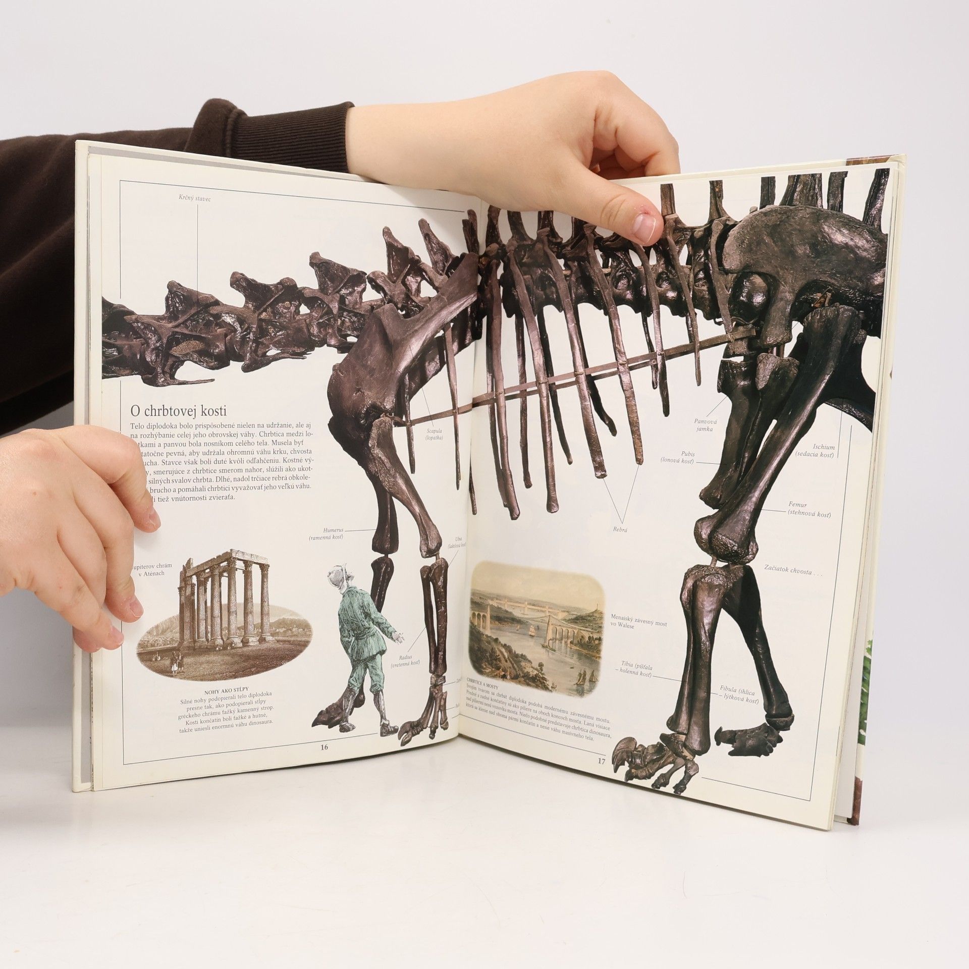 David B. Norman Vidieť, poznať, vedieť. Dinosaury