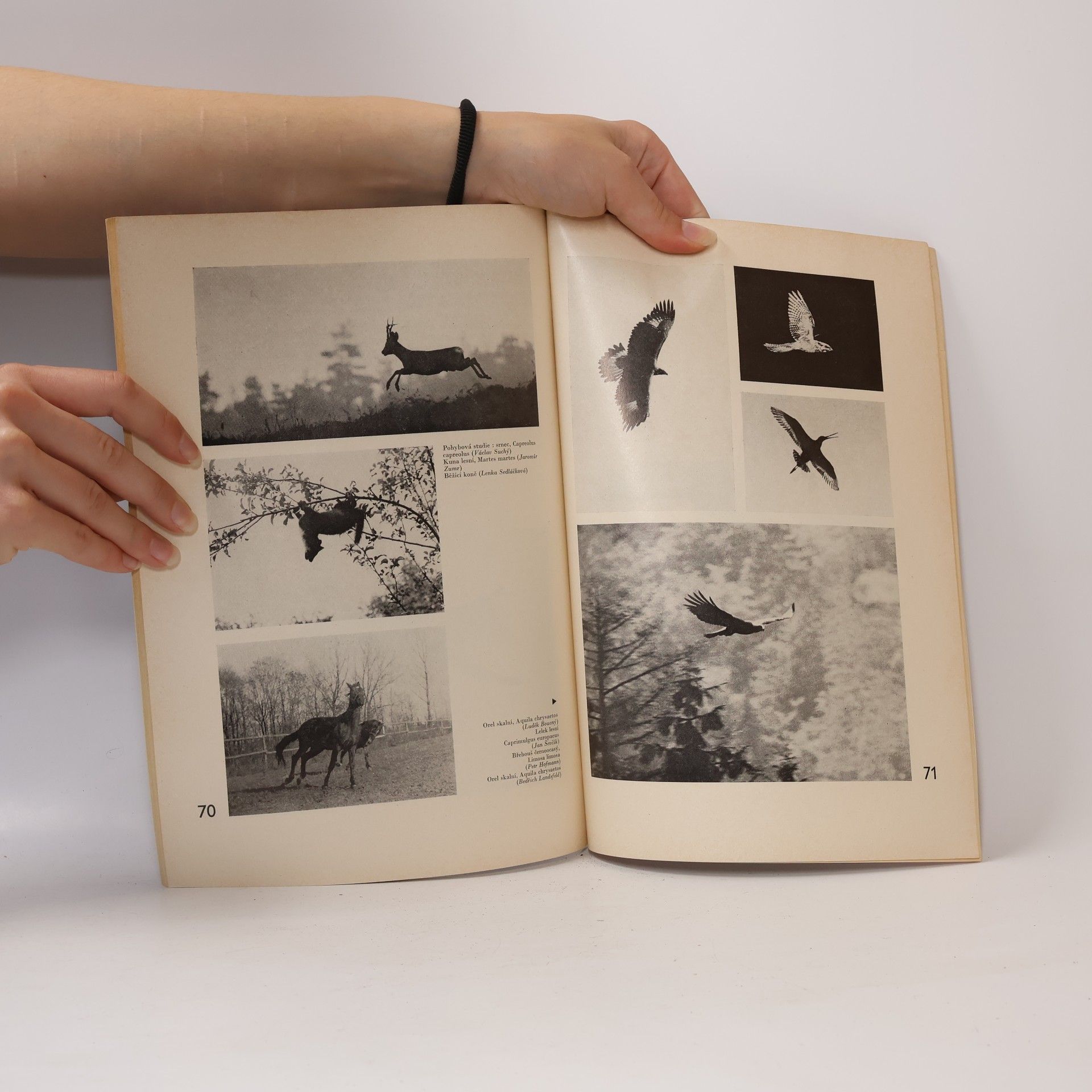 Ivan Heráň Zvířata a fotografie