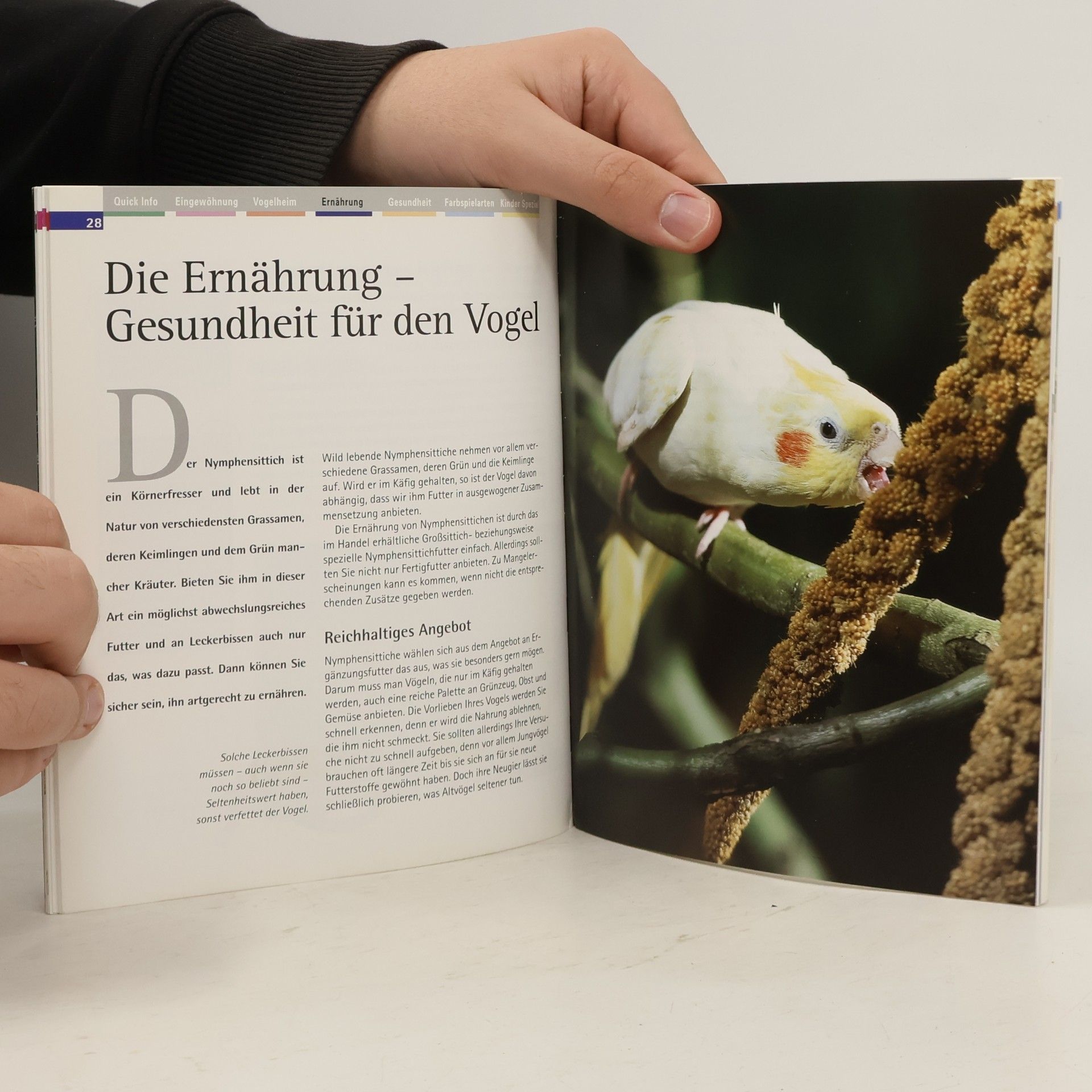 Ferdinand Moll HaustierPraxis: Nymphensittiche