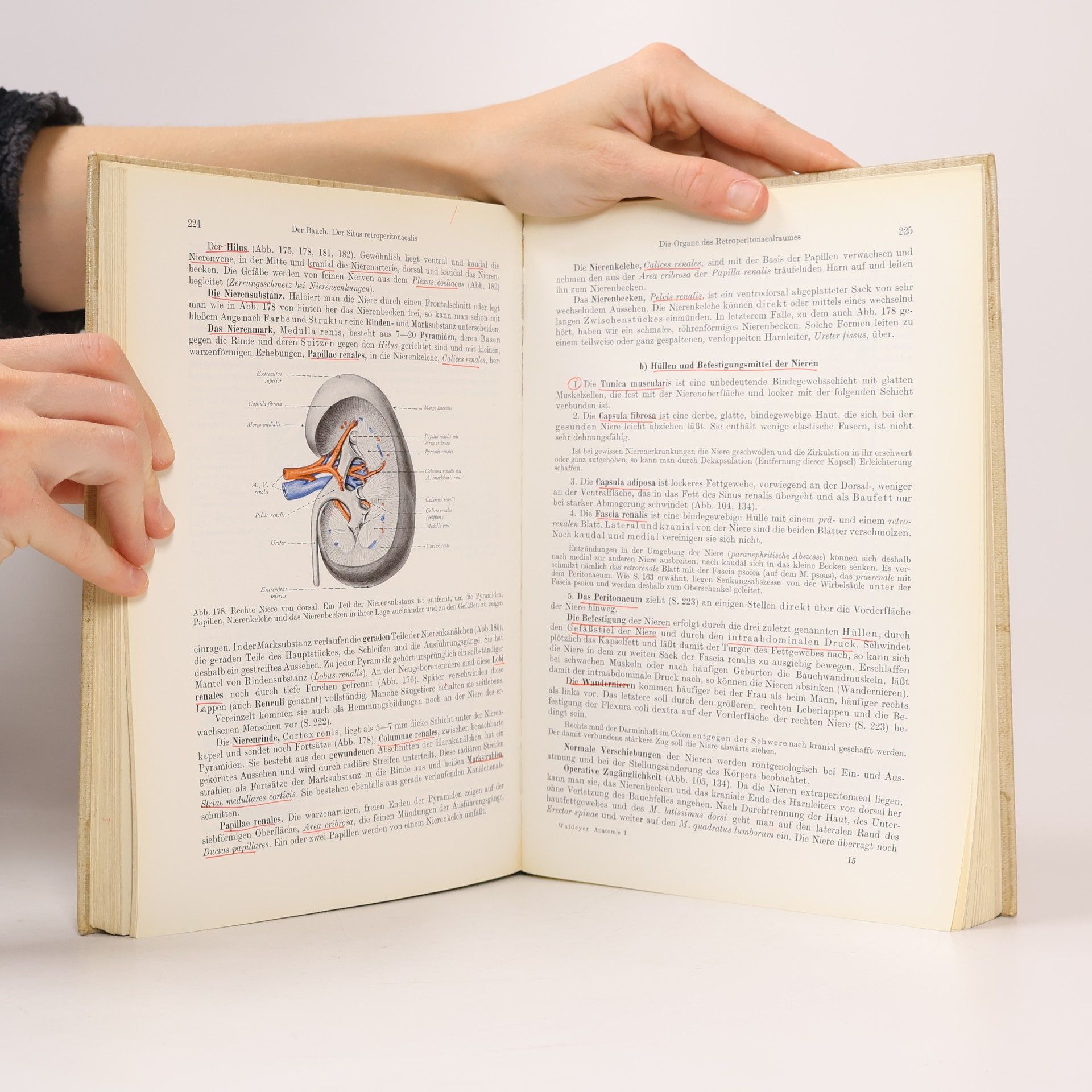 U. Waldeyer Anatomie des Menschen 1