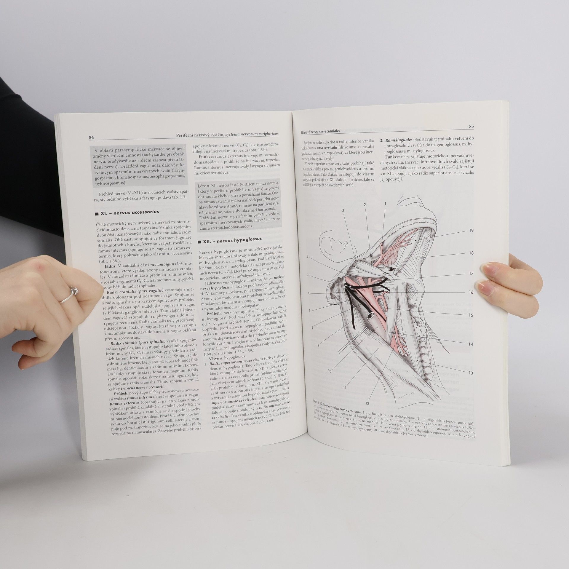 Rastislav Druga Anatomie periferního nervového systému, smyslových orgánů a kůže