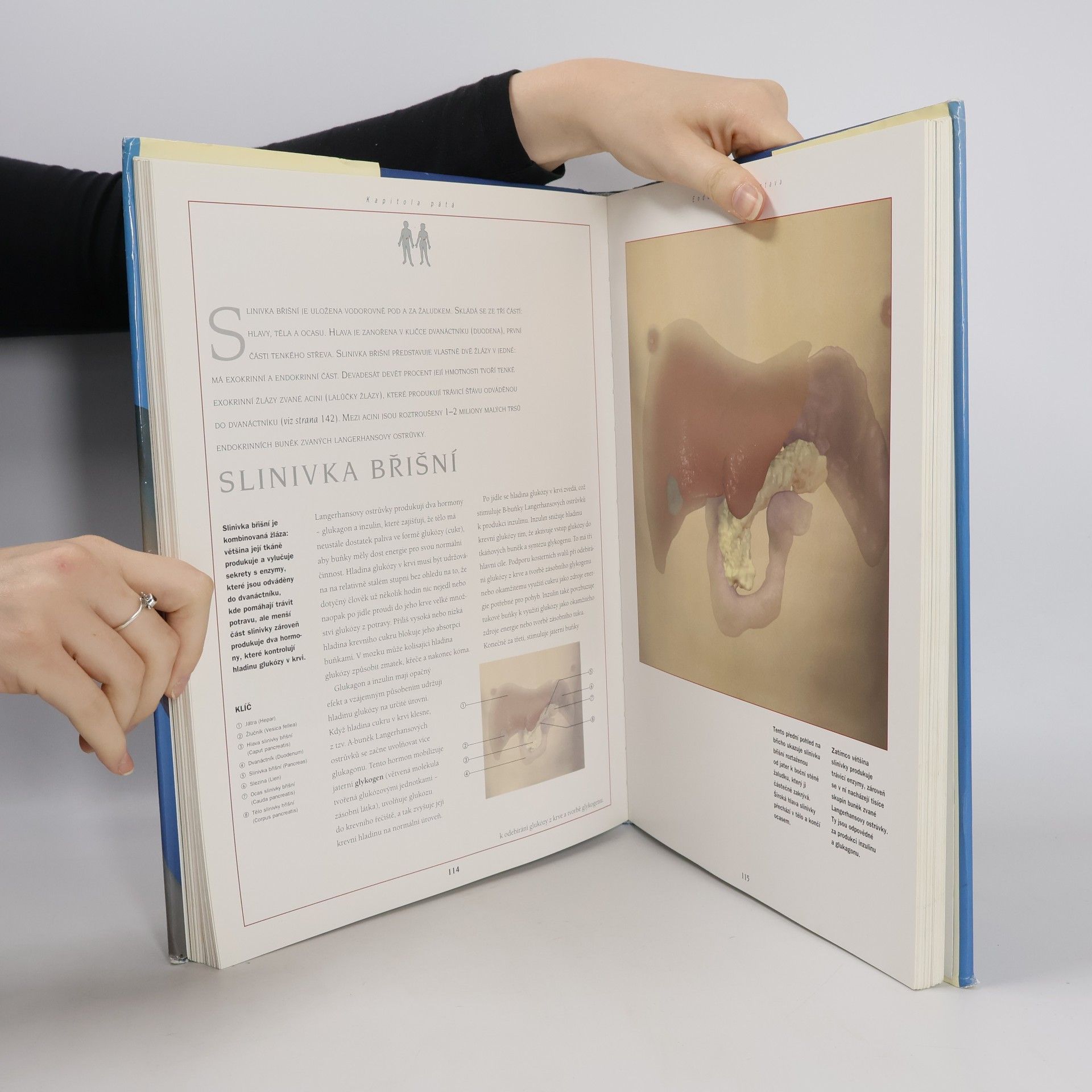 Autorenkollektiv Nový atlas anatomie člověka