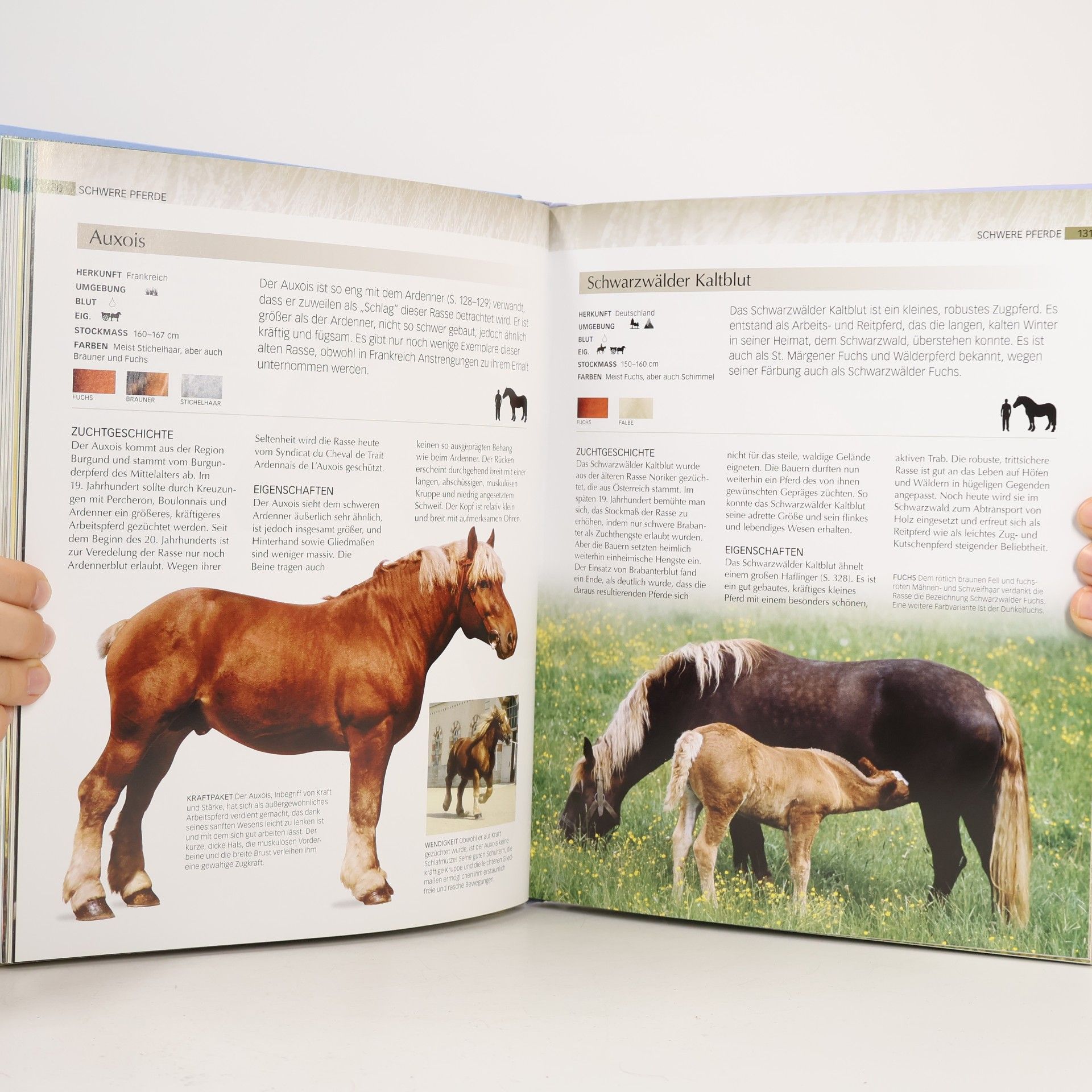 Debby Sly Pferde und Ponys. Alles über Pferdepflege, Reitsport und die Geschichte des Pferdes. Über 200 Rassen