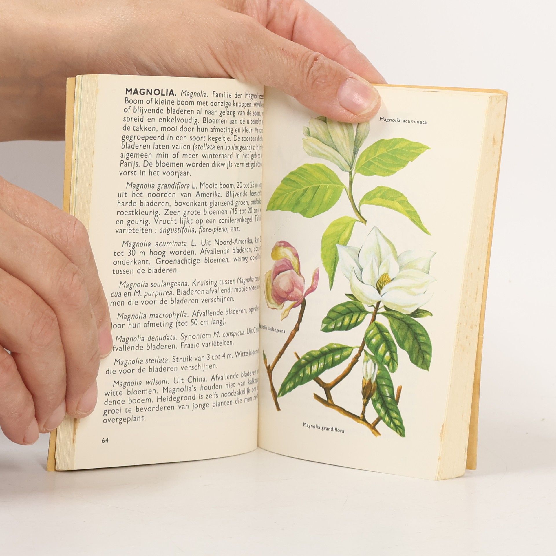 Various authors Bomen
