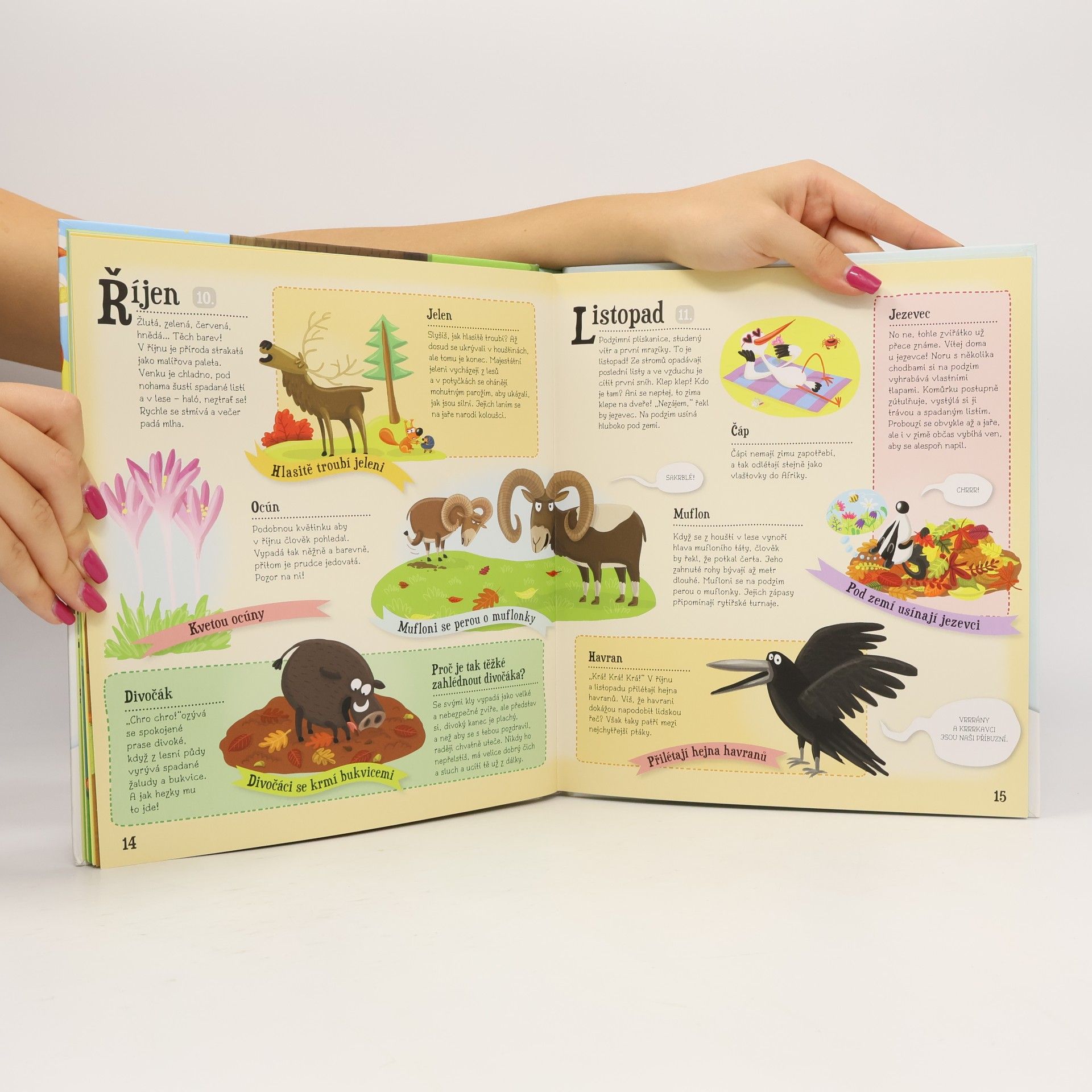 Various authors Rok v lese
