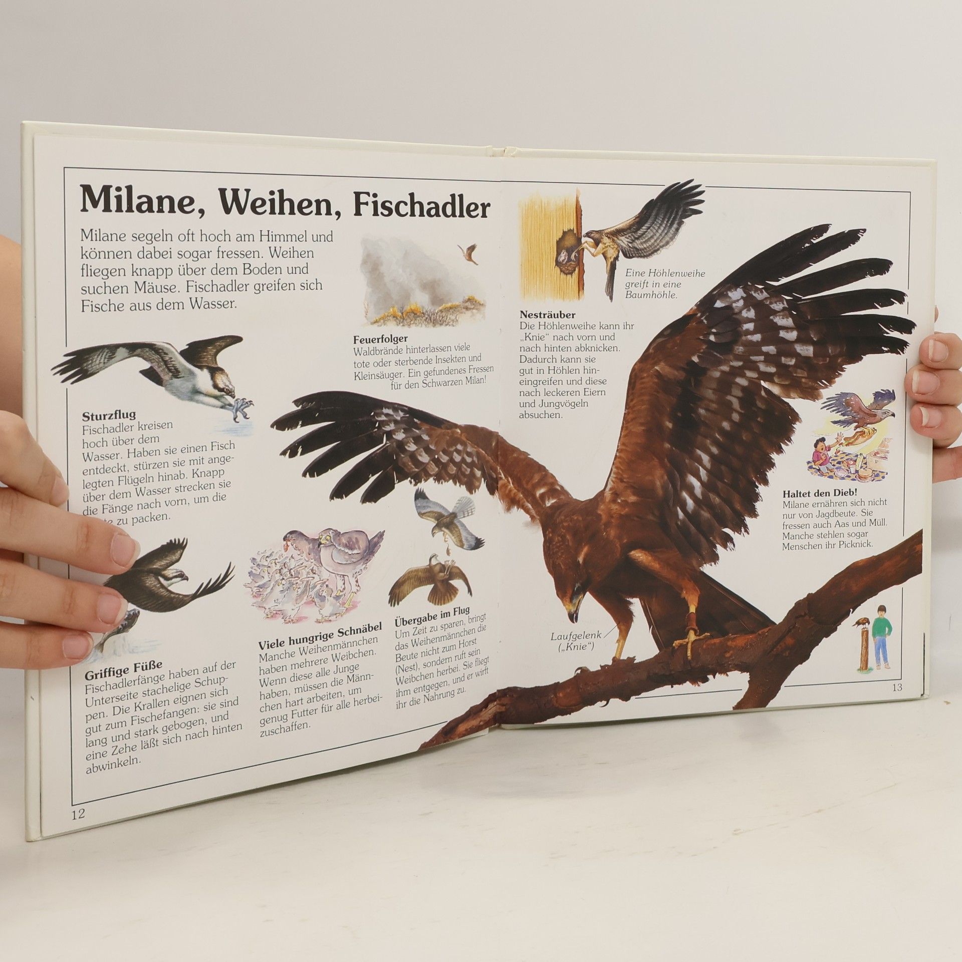 Jemima Parry Jones Sehen Staunen Wissen: Die Junior-Bibliothek: Greifvögel & Eulen