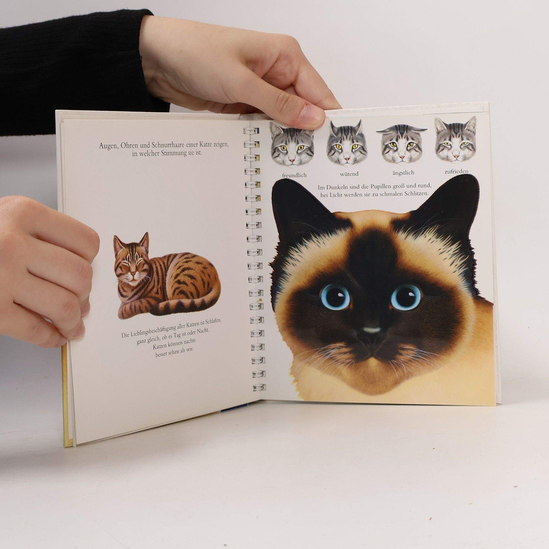 Autorenkollektiv Die Katze