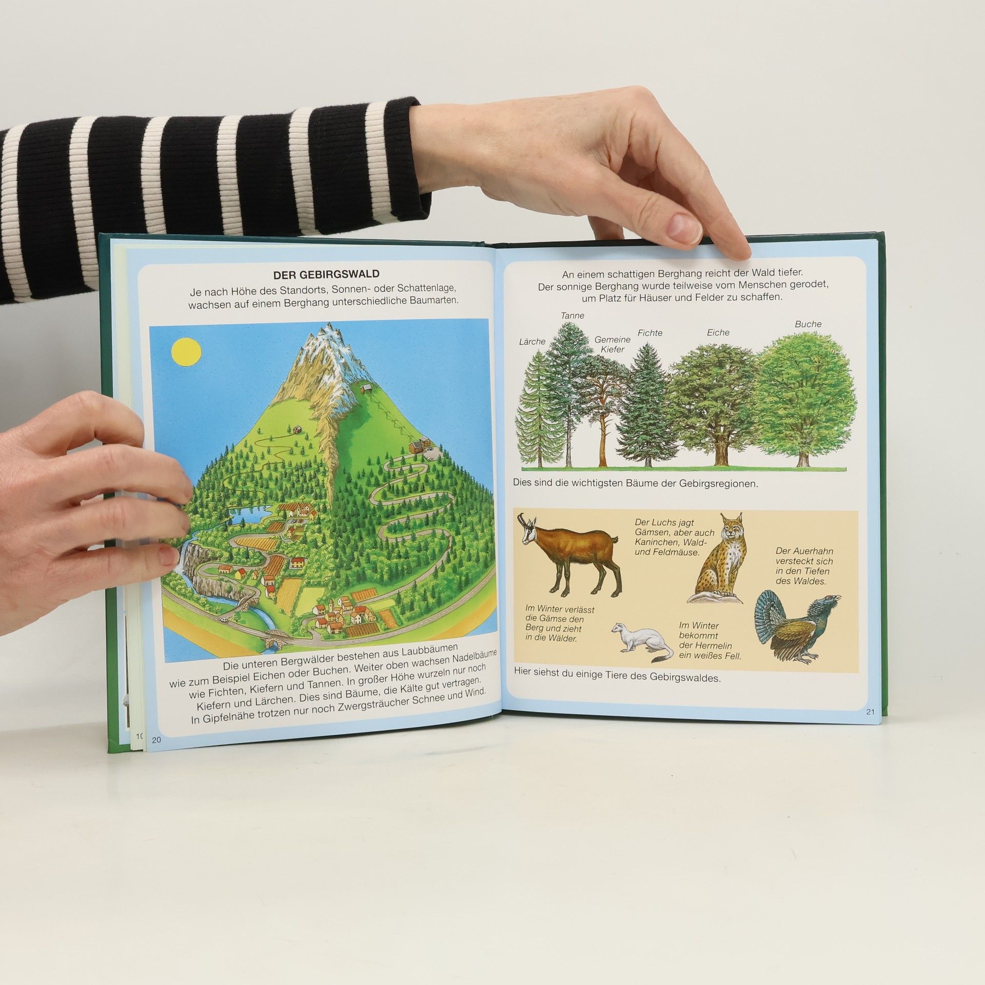Autorenkollektiv Der Wald
