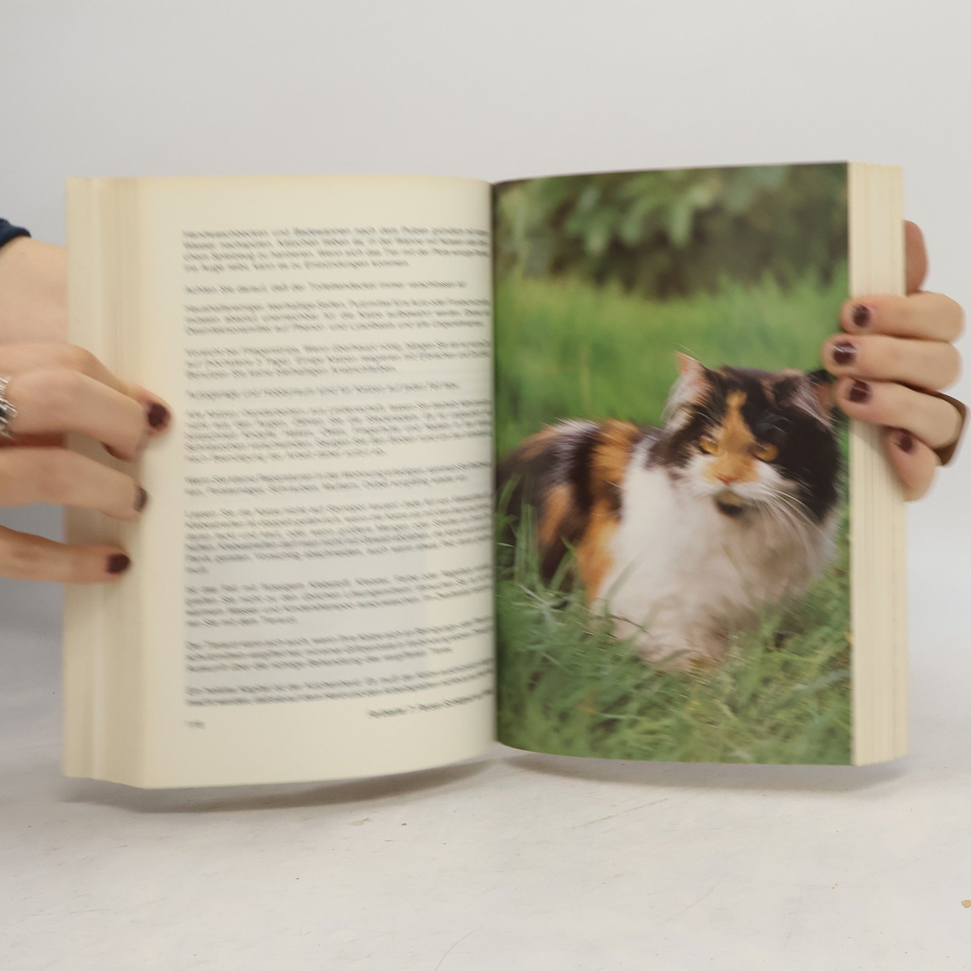 Bärbel Gerber Katzen