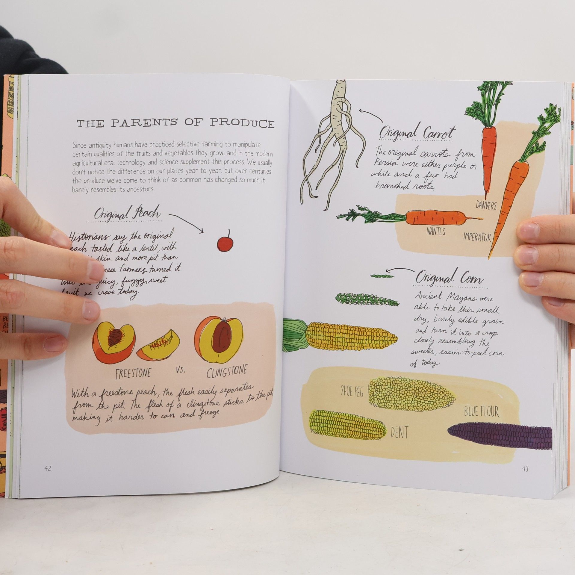 Julia Rothman Food Anatomy
