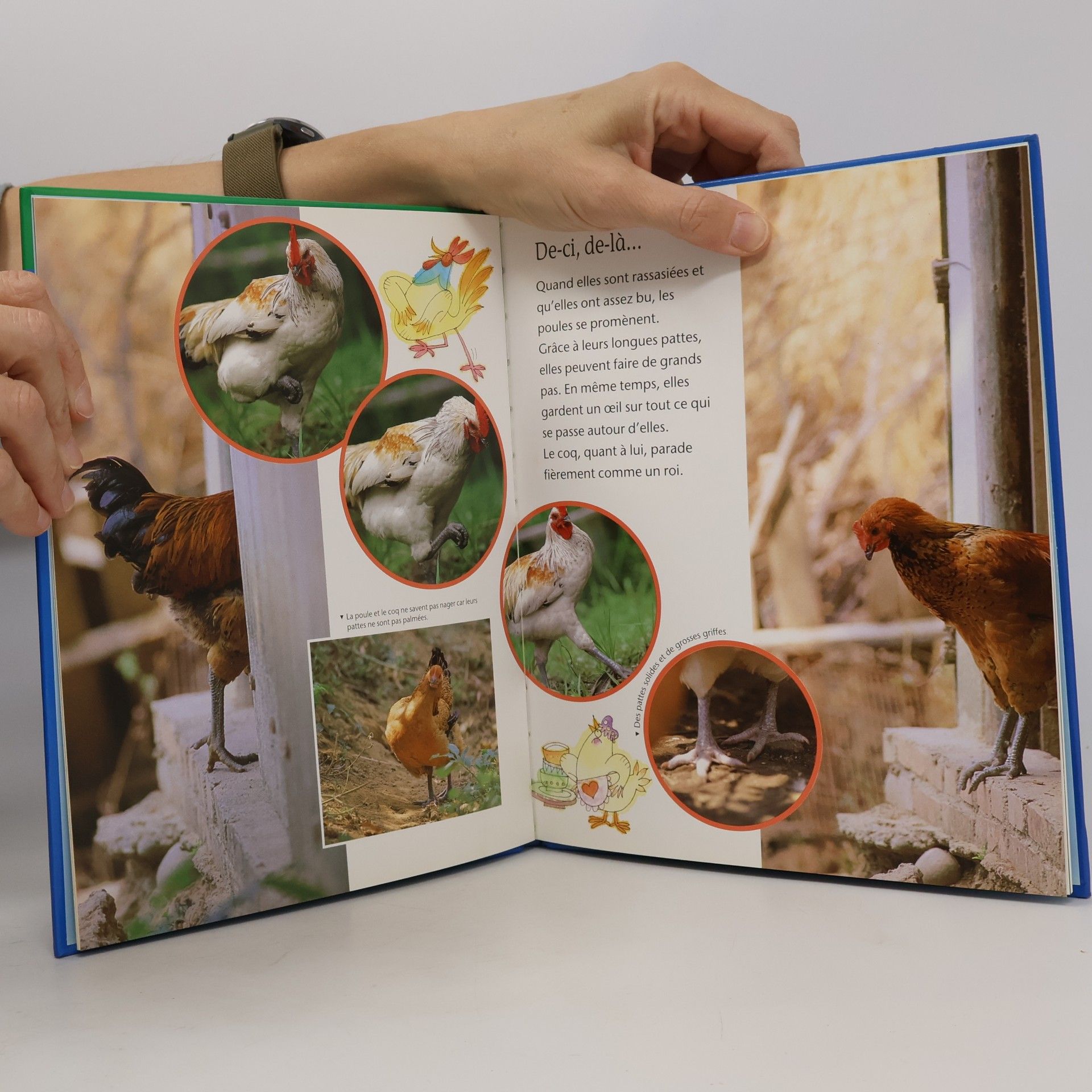 Wang-Ling Sun Gros plan sur la nature - 3: La poule et le coq