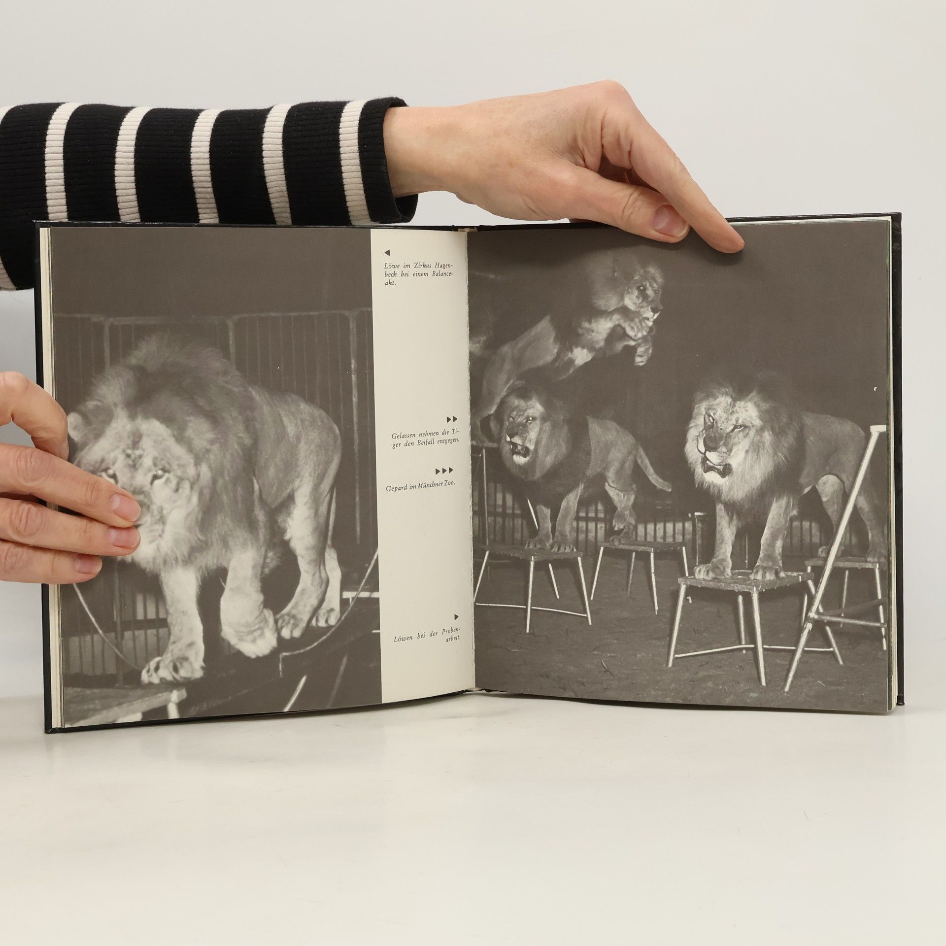 Erich Gratzenberger Wildkatzen