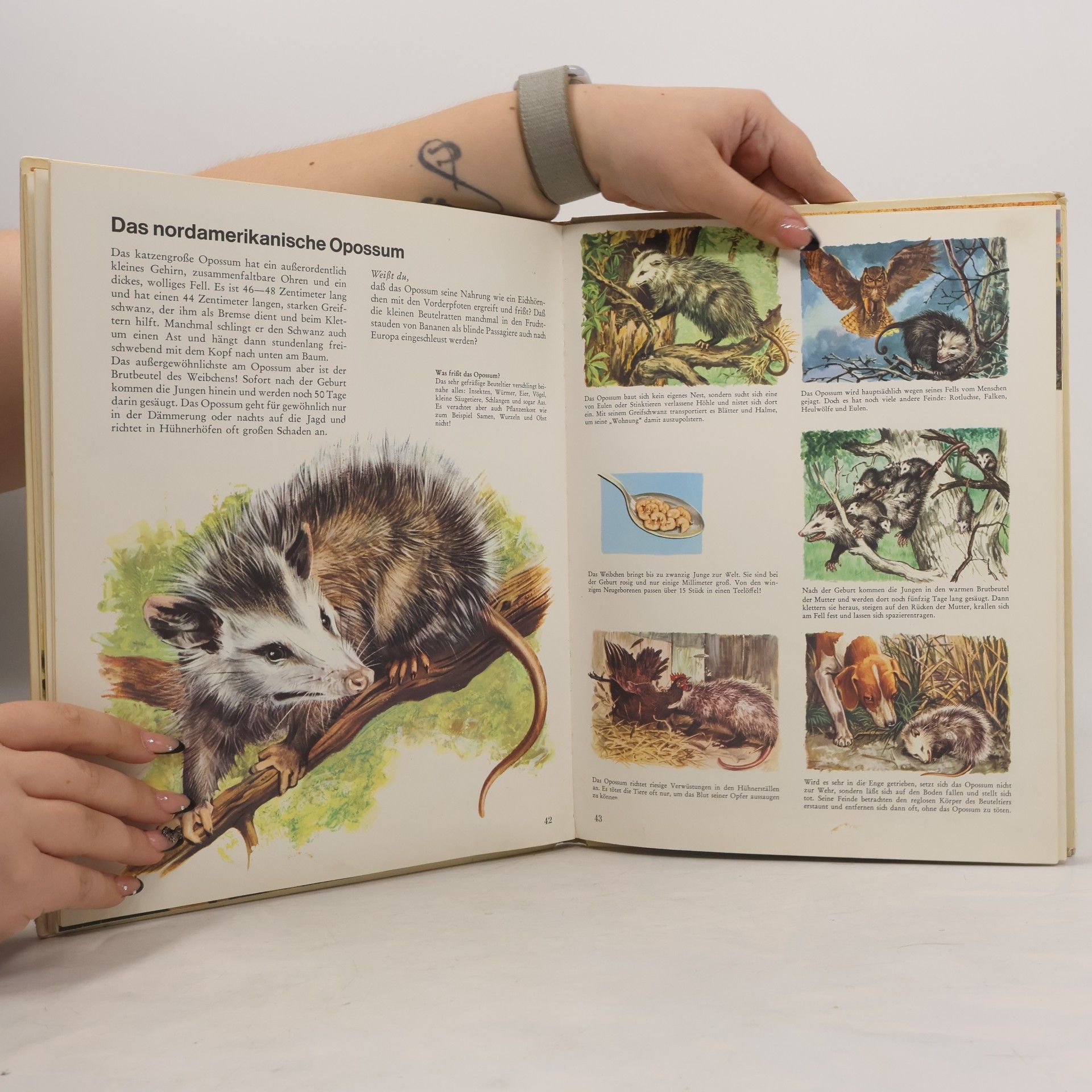 Rinaldo D. D'Ami Bunter Kinder-Kosmos. Tiere aus Prärie und Strom