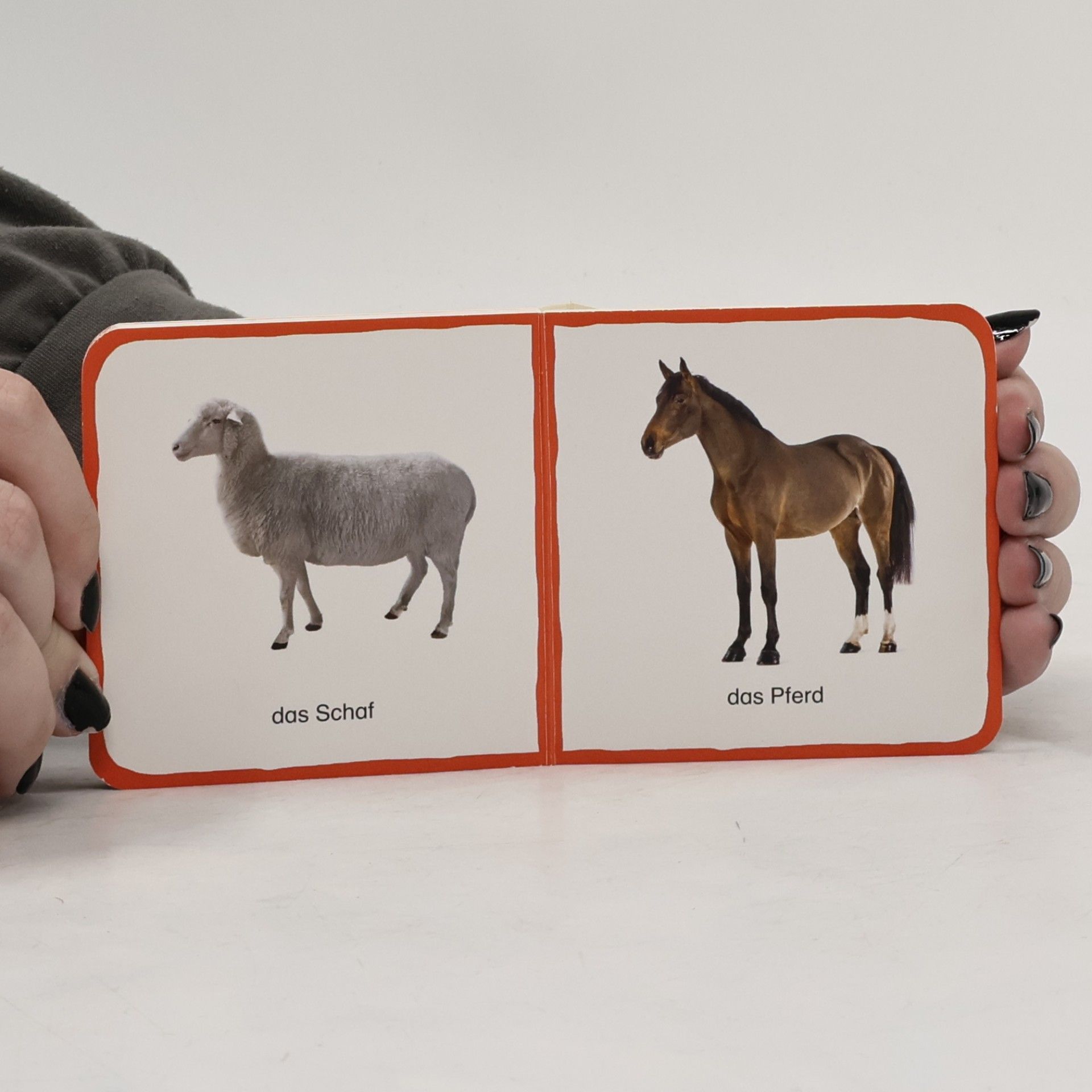 kolektiv Tiere