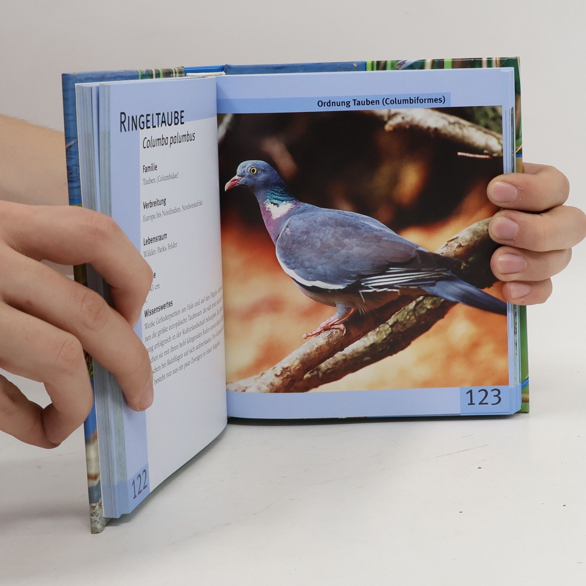 Jochen Dierschke Lexikon der heimischen Vogelwelt