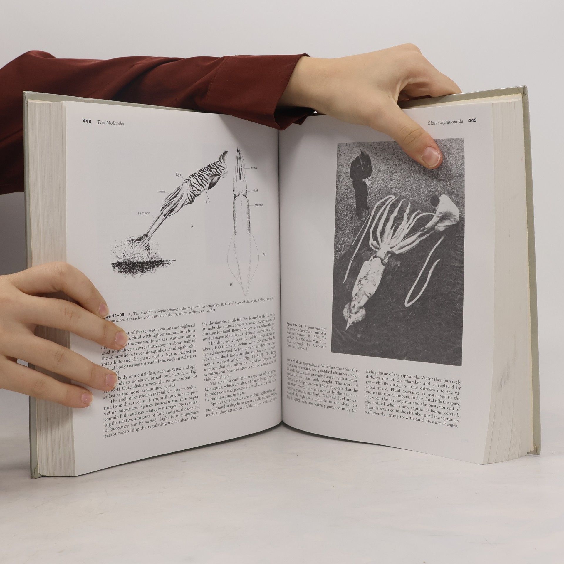 Robert D. Barnes Invertebrate Zoology
