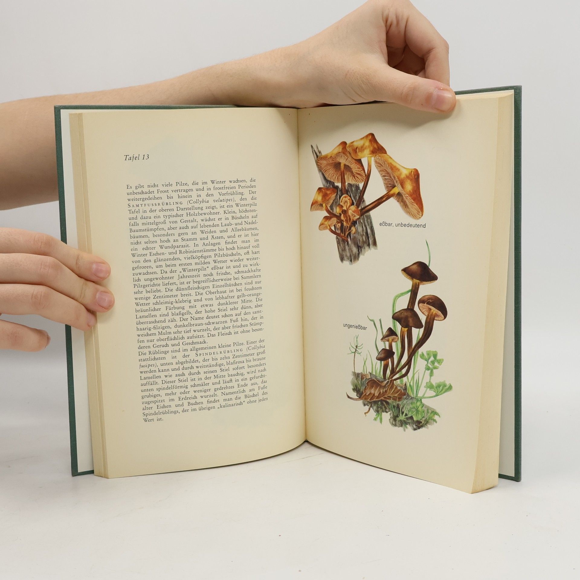F.M. Engel Das Buch der Pilze