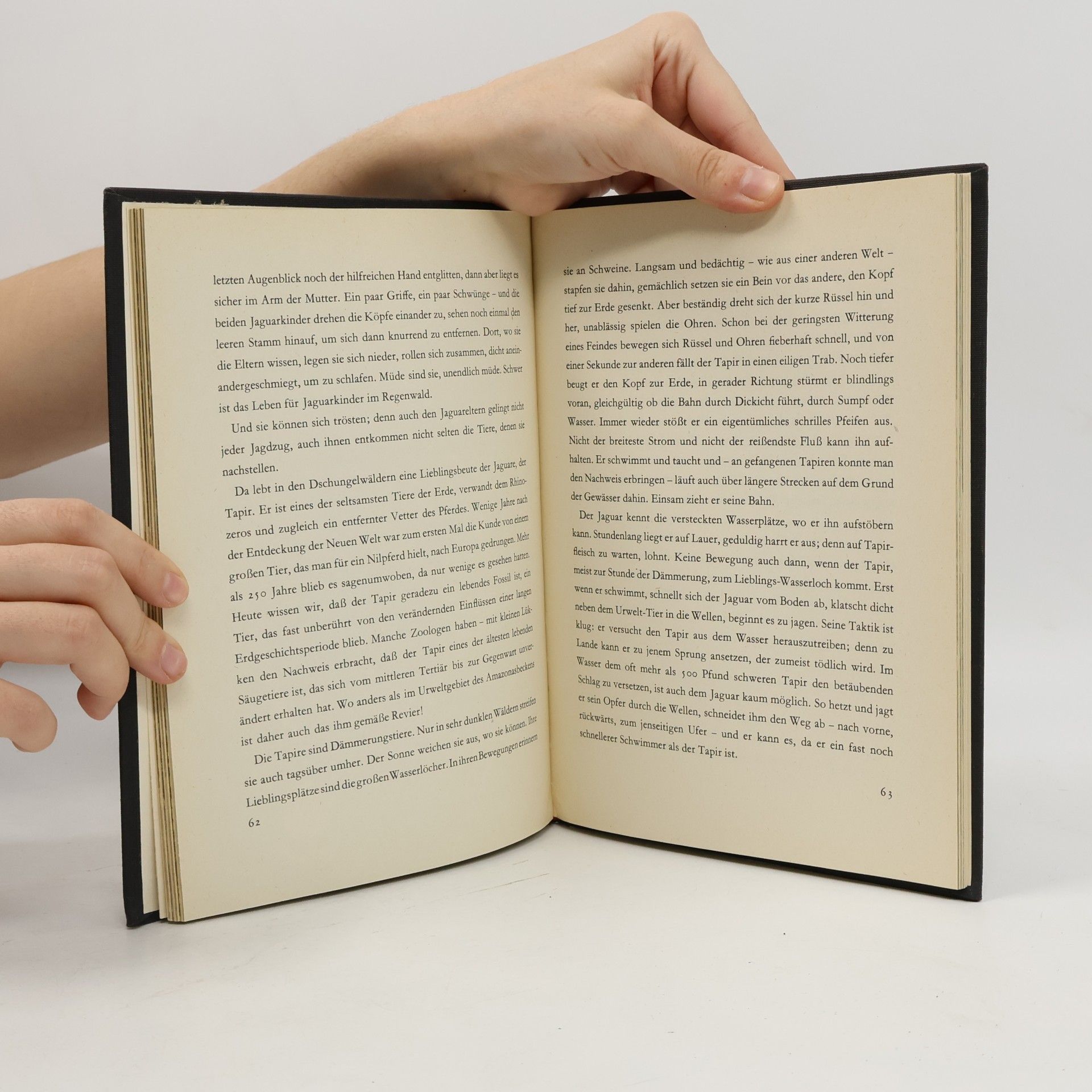 Collectif d'auteurs Wilde katzen