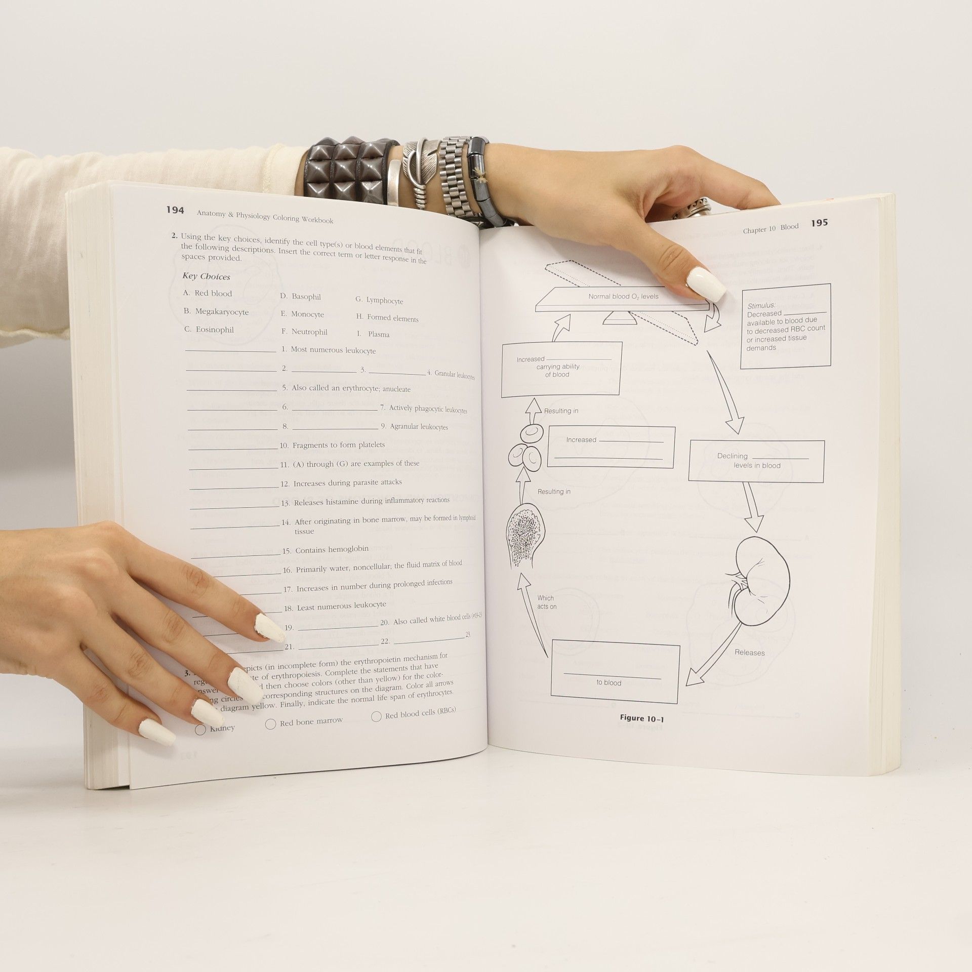 Elaine Nicpon Marieb Anatomy & Physiology Coloring Workbook