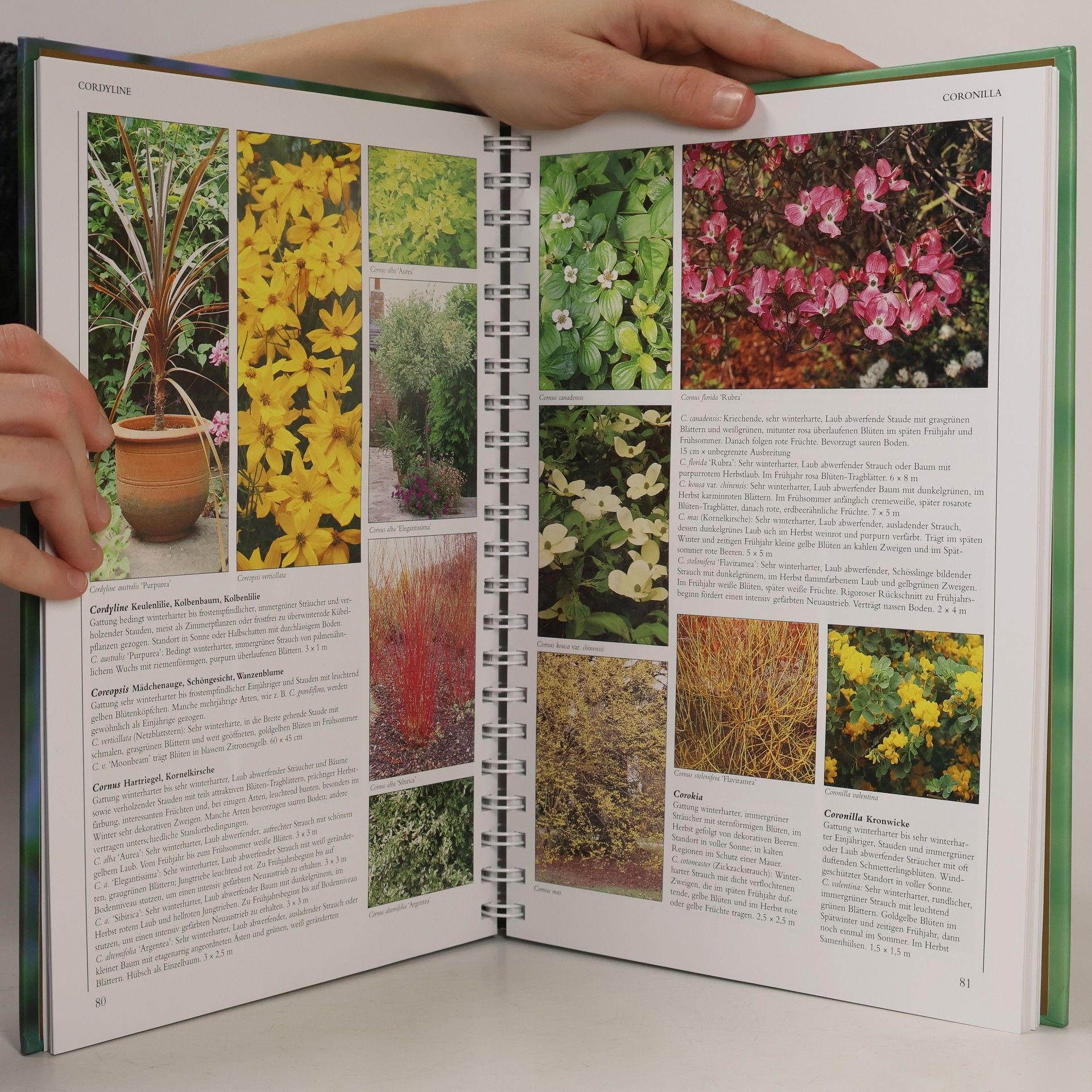 Lance Hattatt Das große Buch der Gartenpflanzen