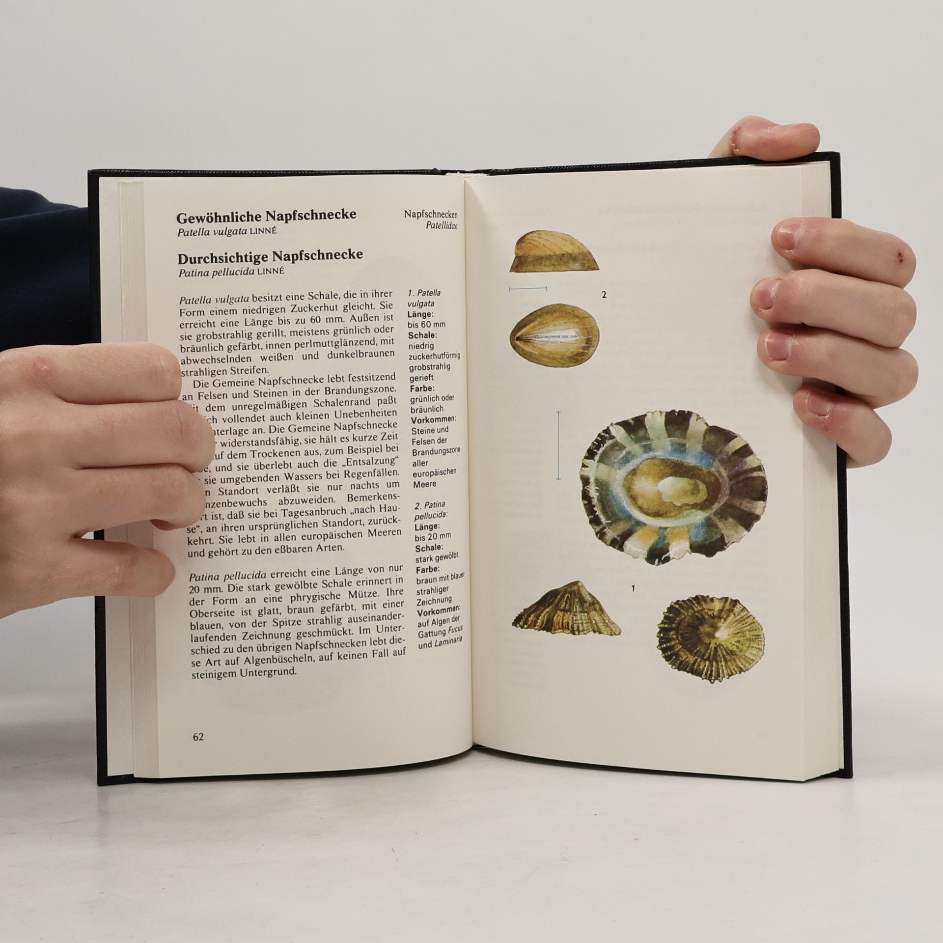 Jan Lellák Muscheln und Wasserschnecken