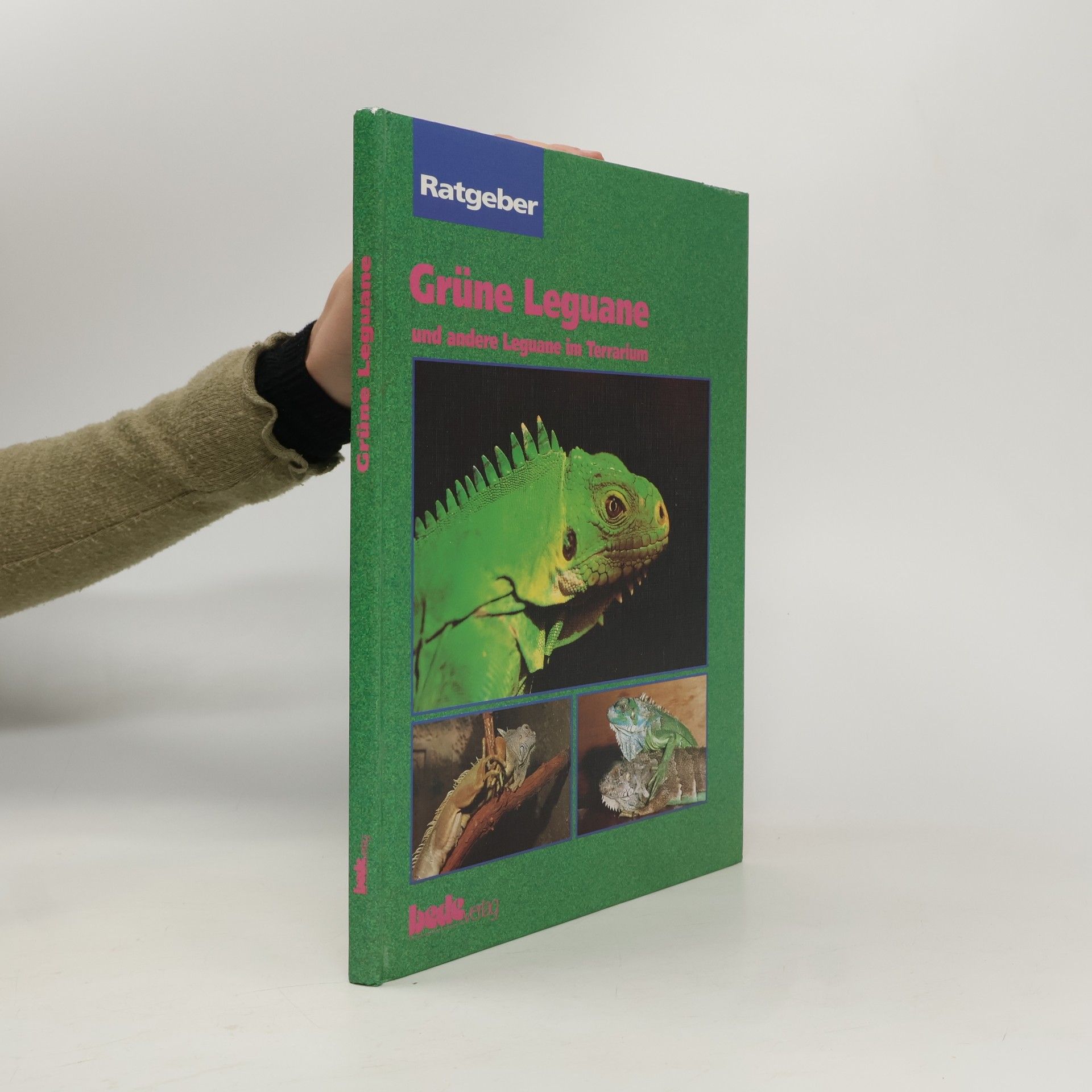 Ratgeber: Grüne Leguane