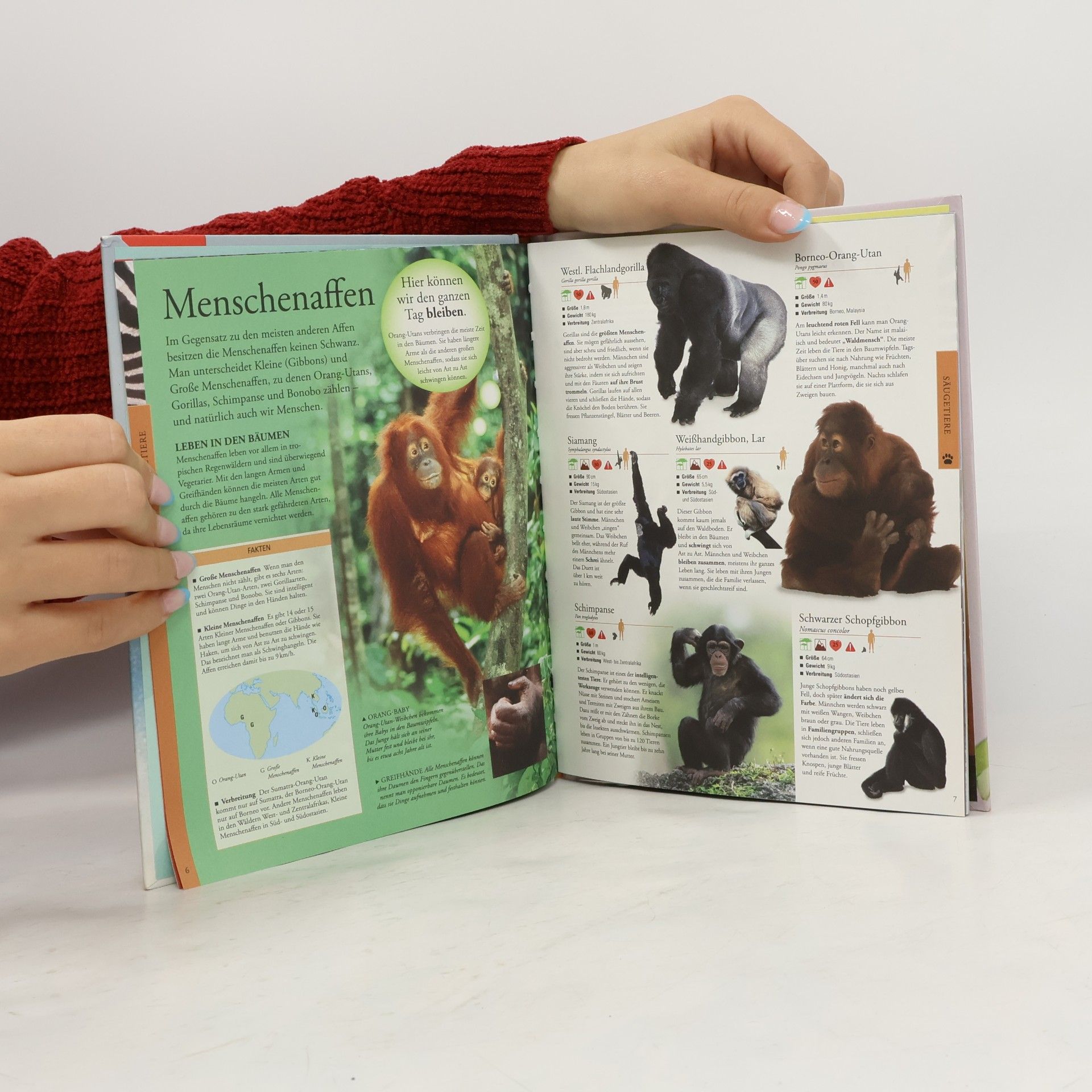 Collectif d'auteurs Tiere Afrikas für clevere Kids