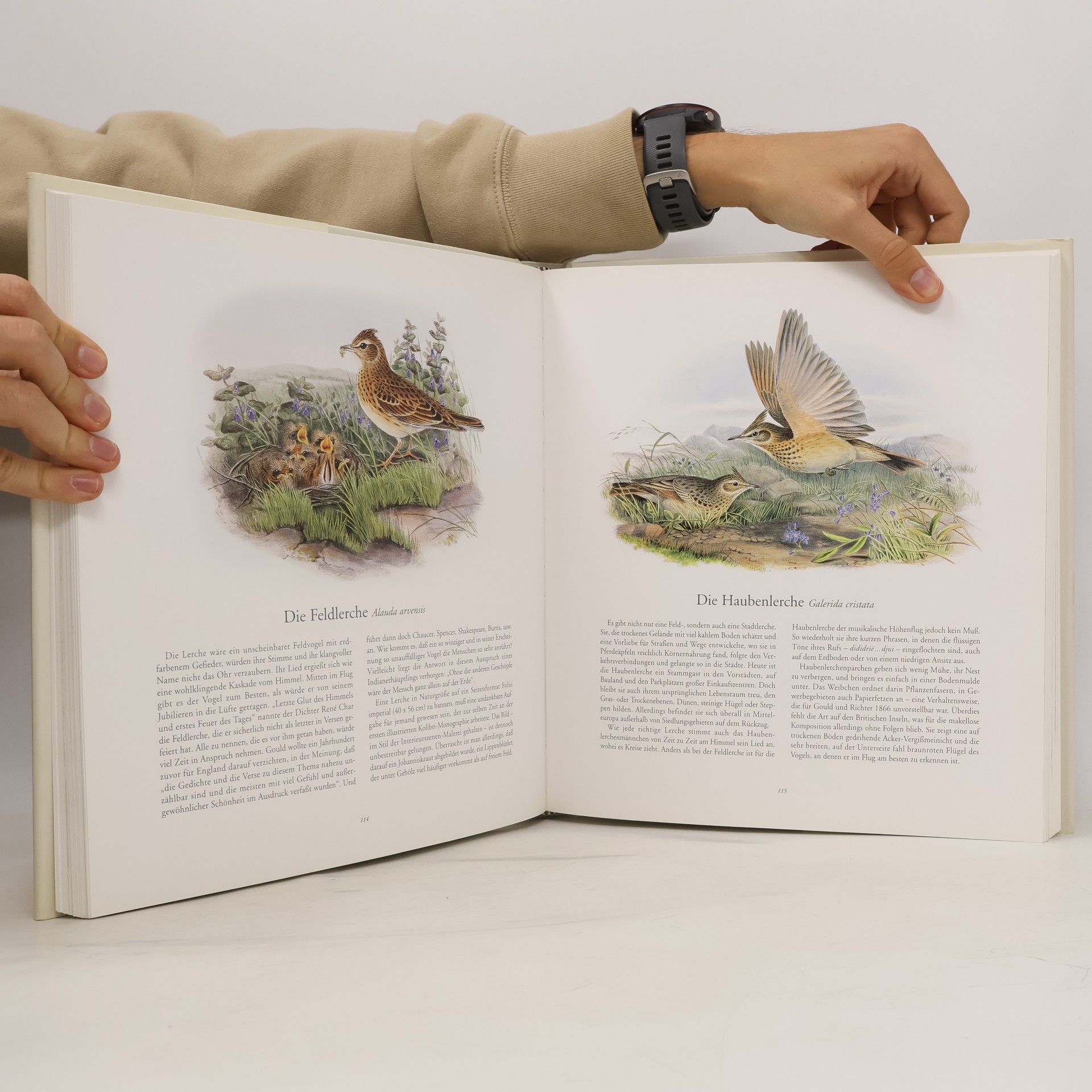 John Gould Die Vögel Europas