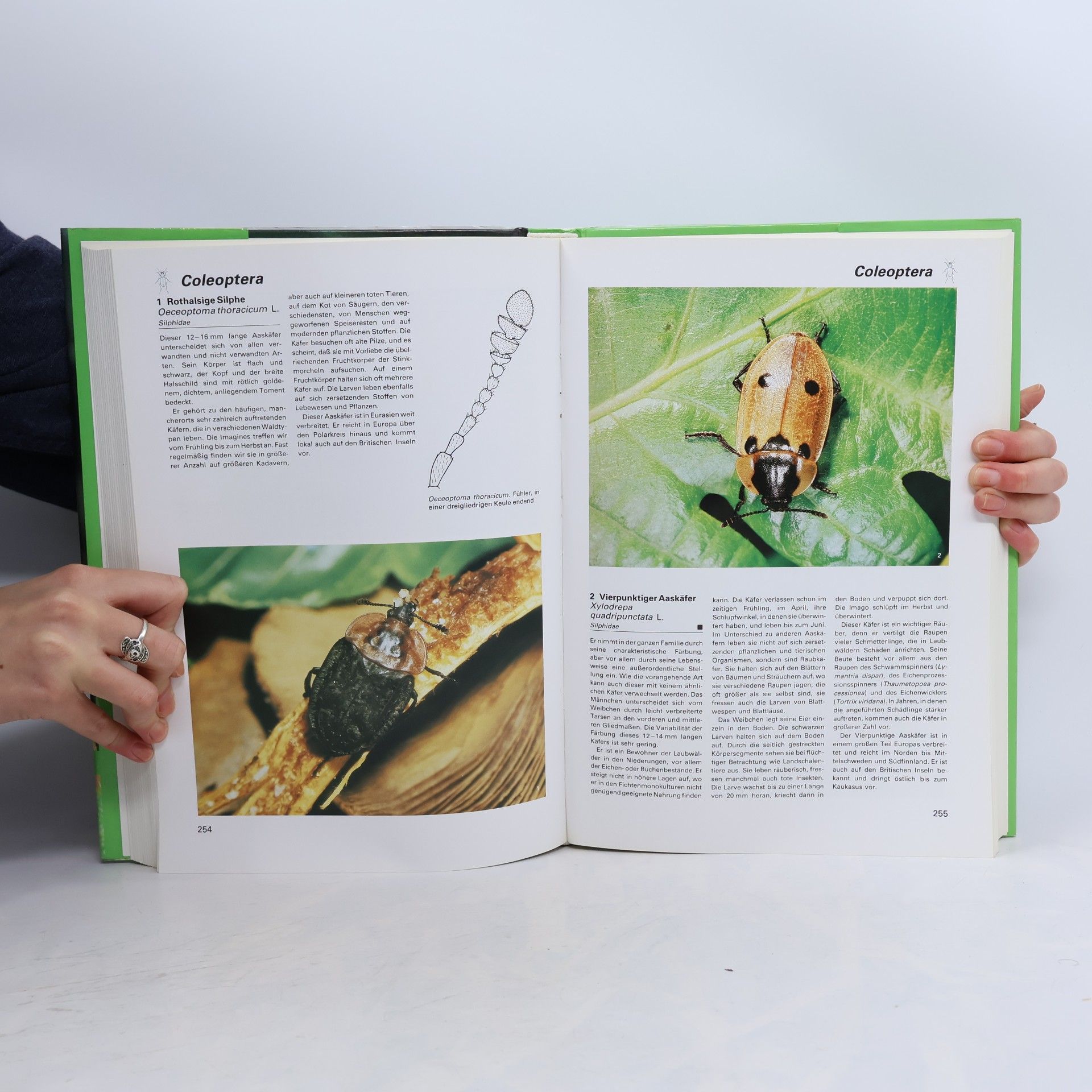 Autorenkollektiv Insekten
