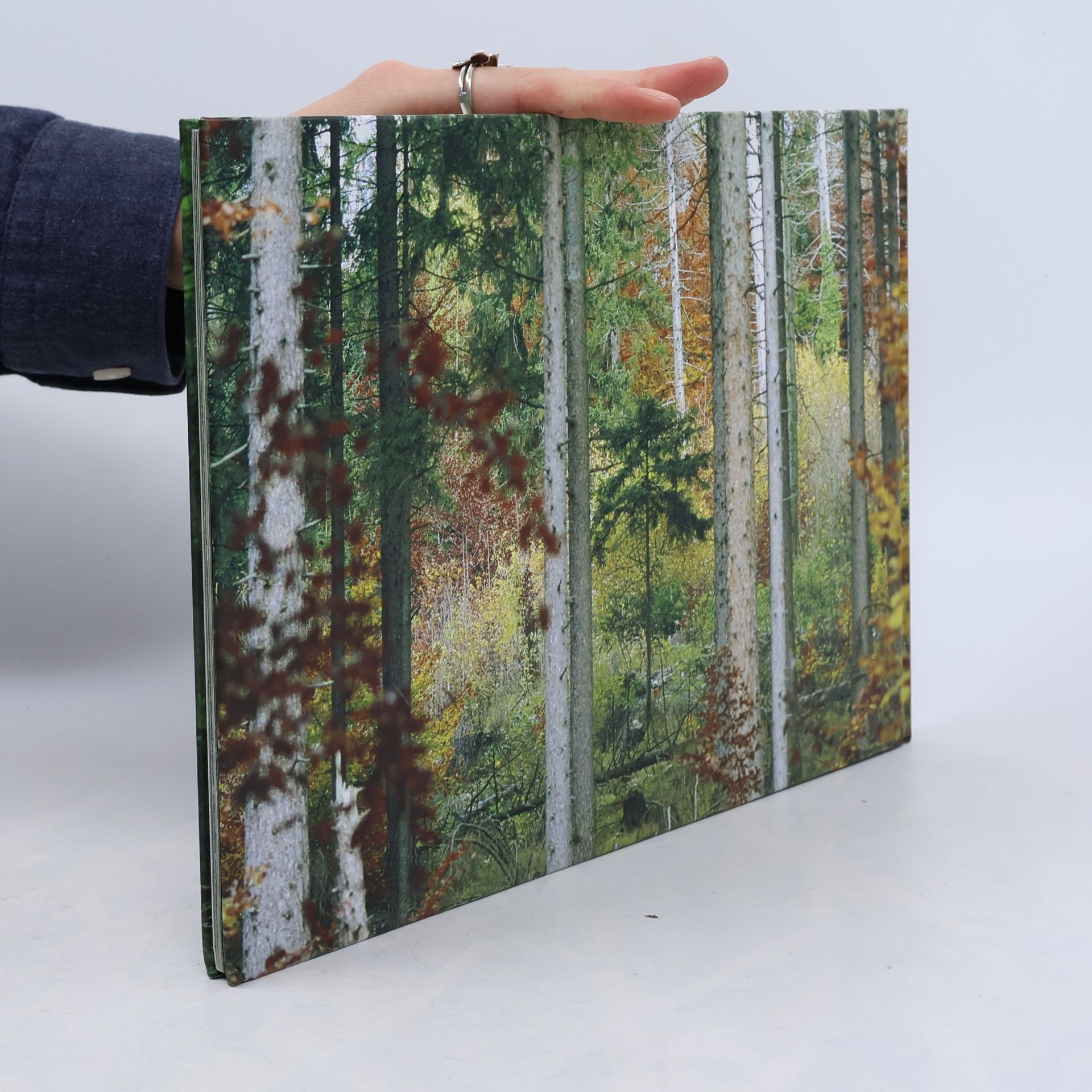 Ulla Mayer Raichle Waldbilder