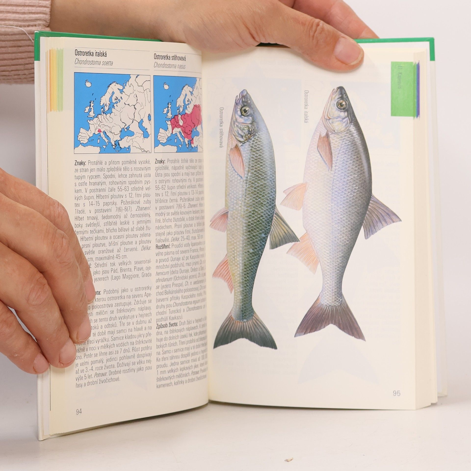 Various authors Sladkovodní ryby v evropských vodách
