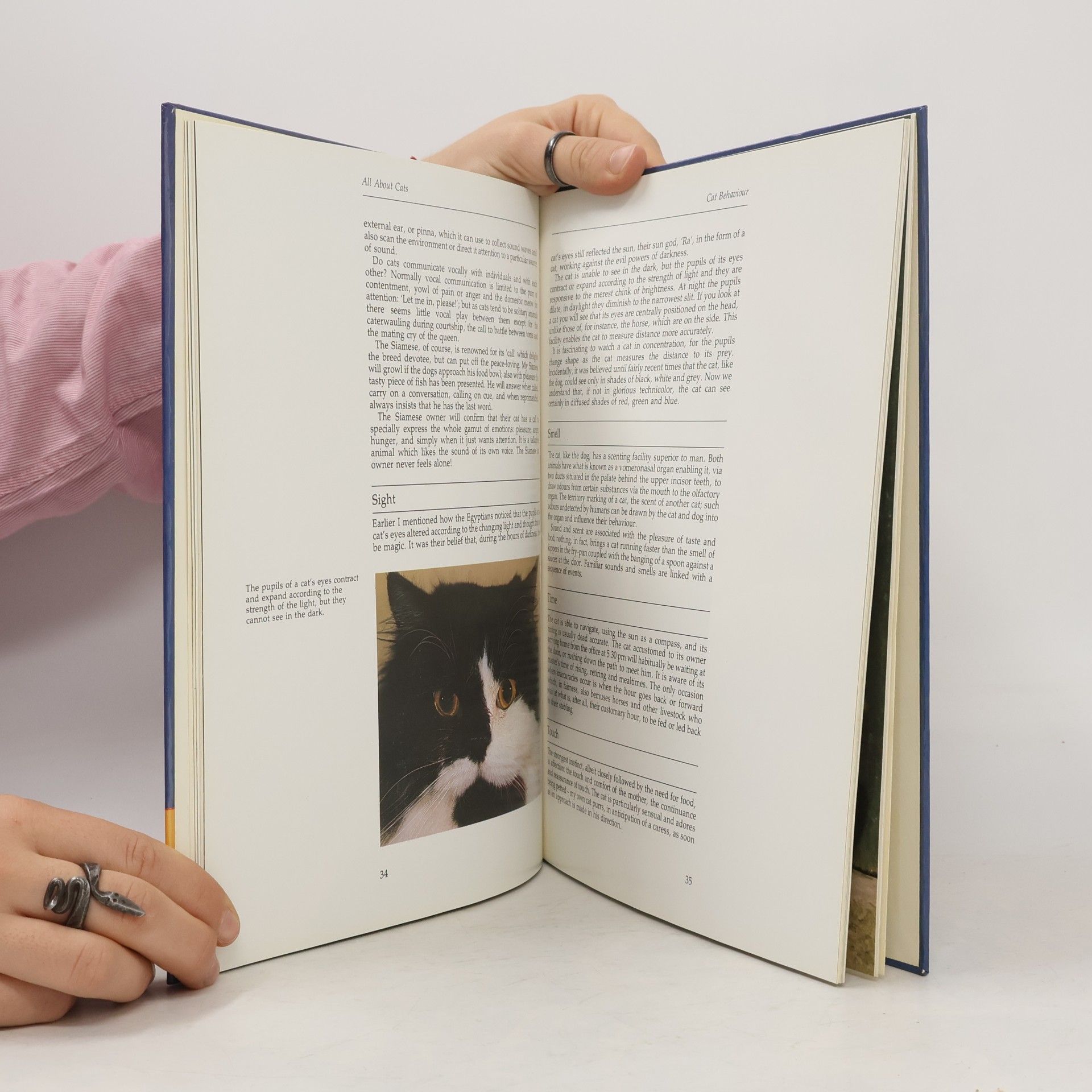 Joan Palmer All About Cats