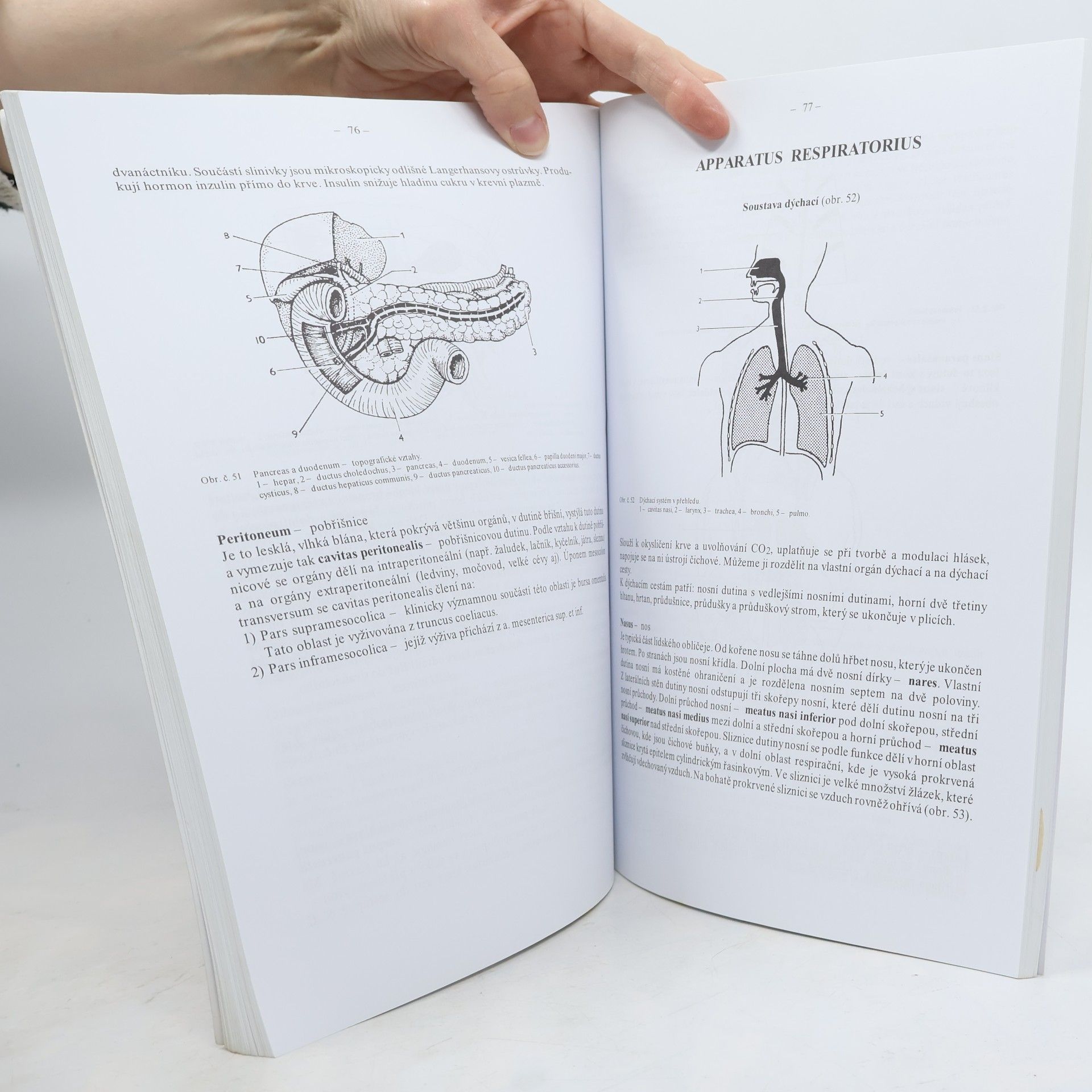 Alžběta Holibková Přehled anatomie člověka