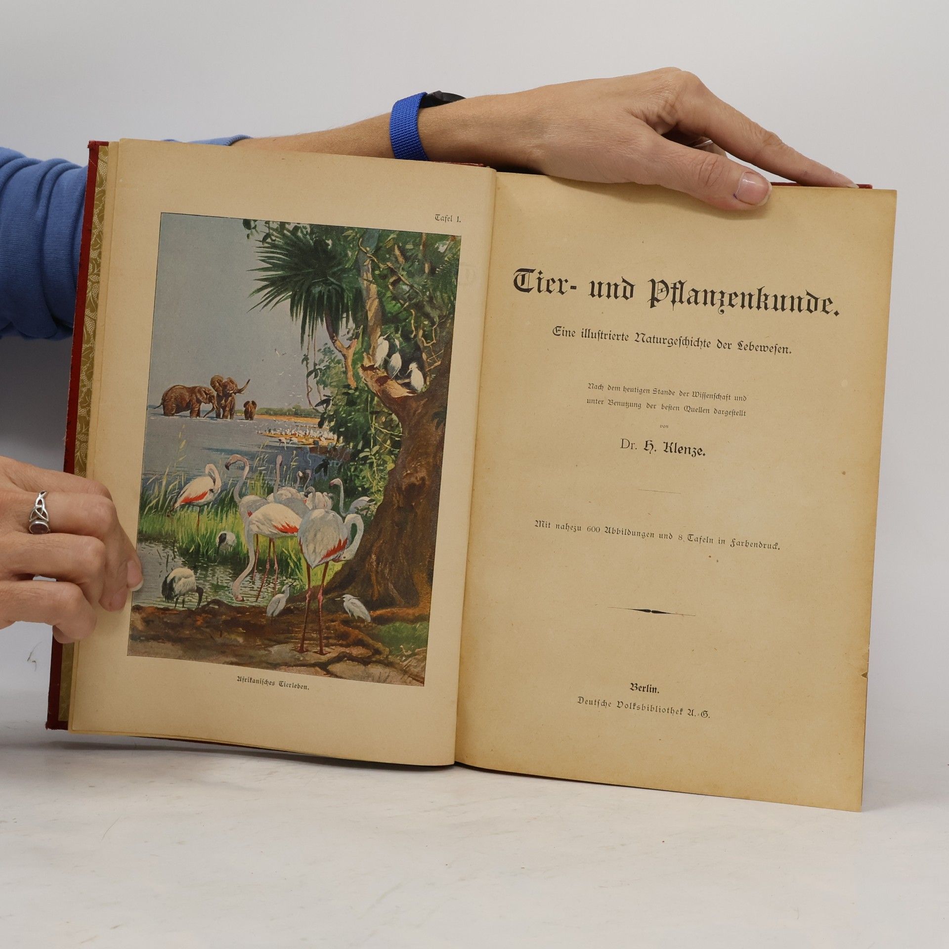 H. Klenze Tier- und Pflanzenkunde