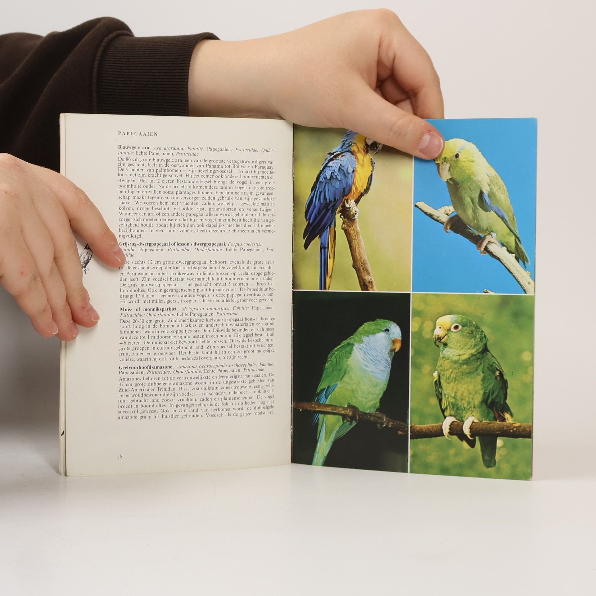 Helmut Bechtel Tropische vogels voor kooi, vitrine en volière