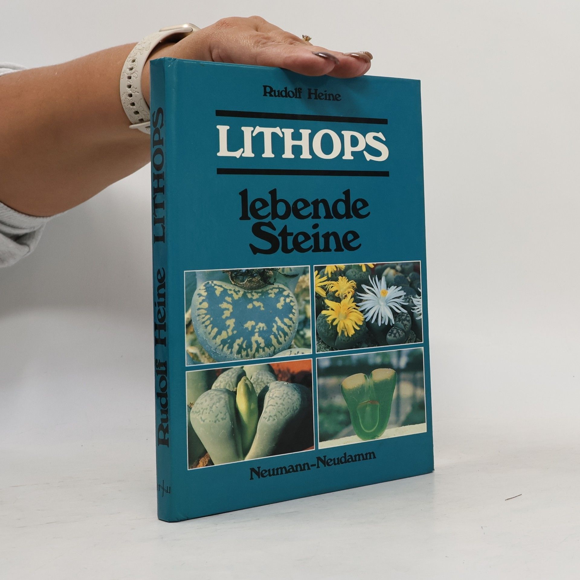 Lithops, lebende Steine